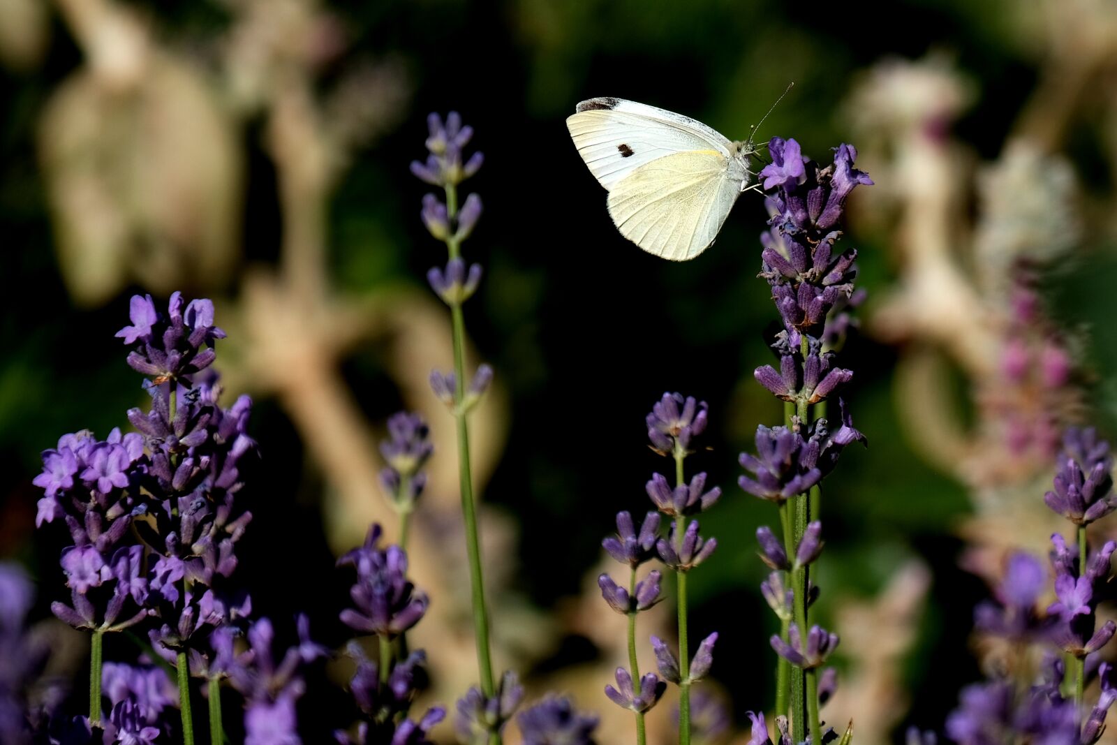 Fujifilm XF 18-135mm F3.5-5.6 R LM OIS WR sample photo. Large cabbage white ling photography