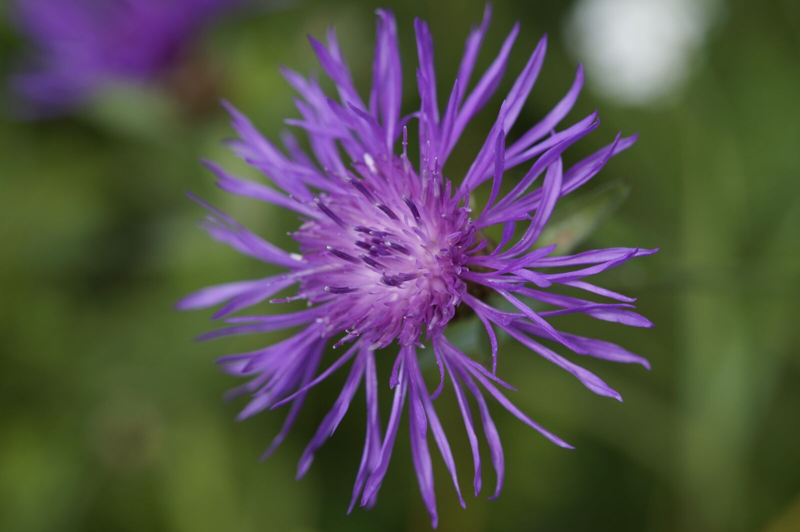 Tamron SP AF 60mm F2 Di II LD IF Macro sample photo. Knapweed, pointed flower, wild photography