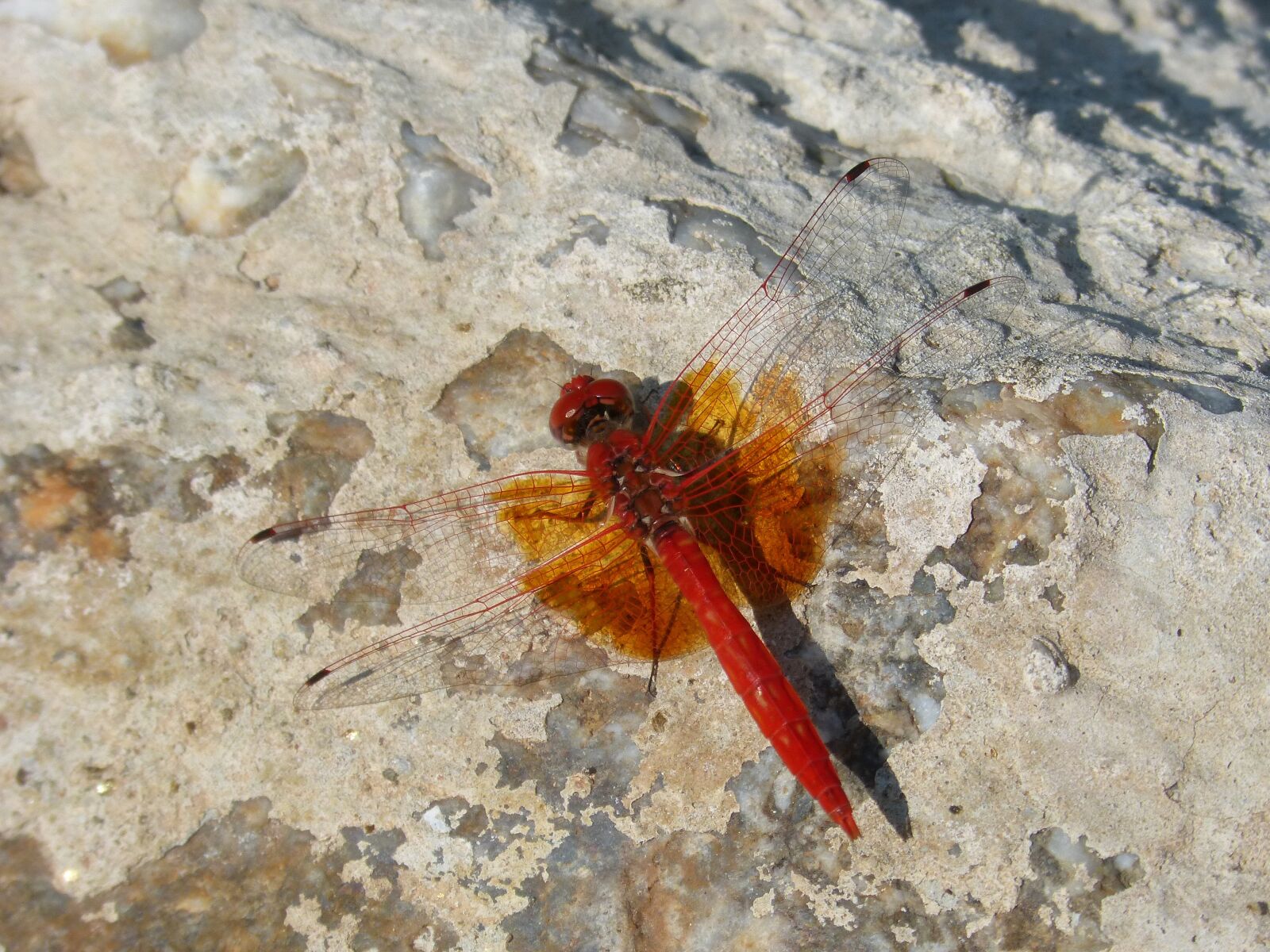 Panasonic DMC-FZ62 sample photo. Red dragonfly, detail, rock photography