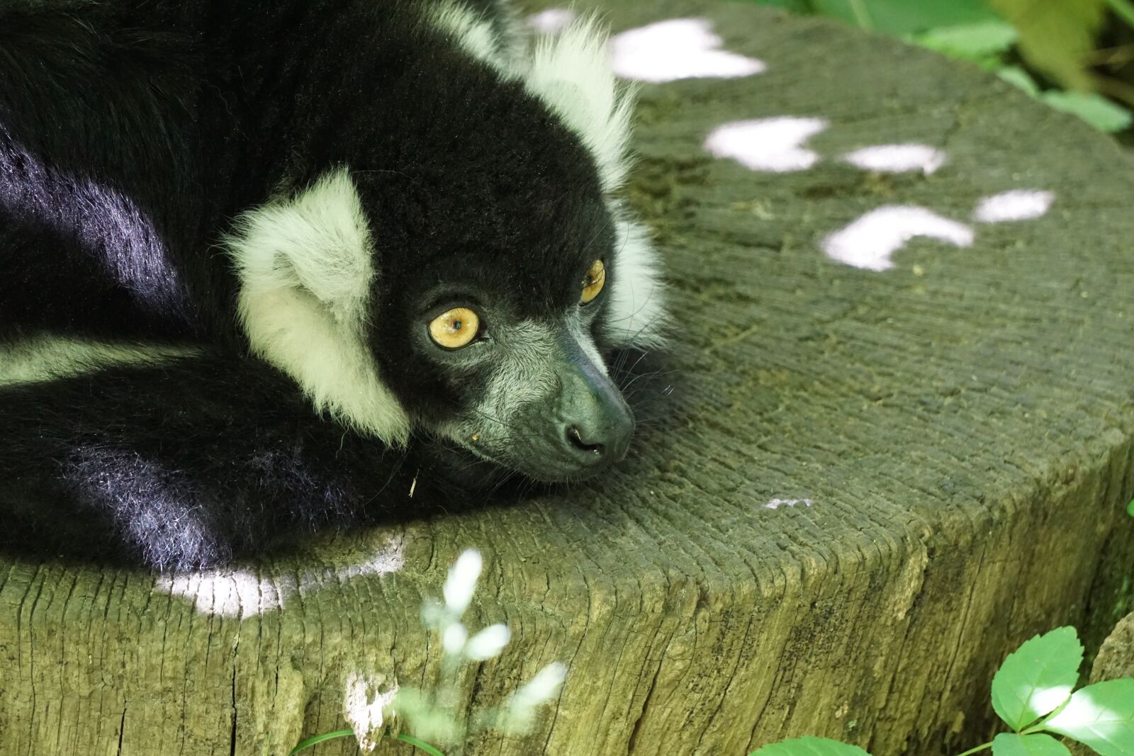 Sony a6000 sample photo. Ring tailed lemur, zoo photography