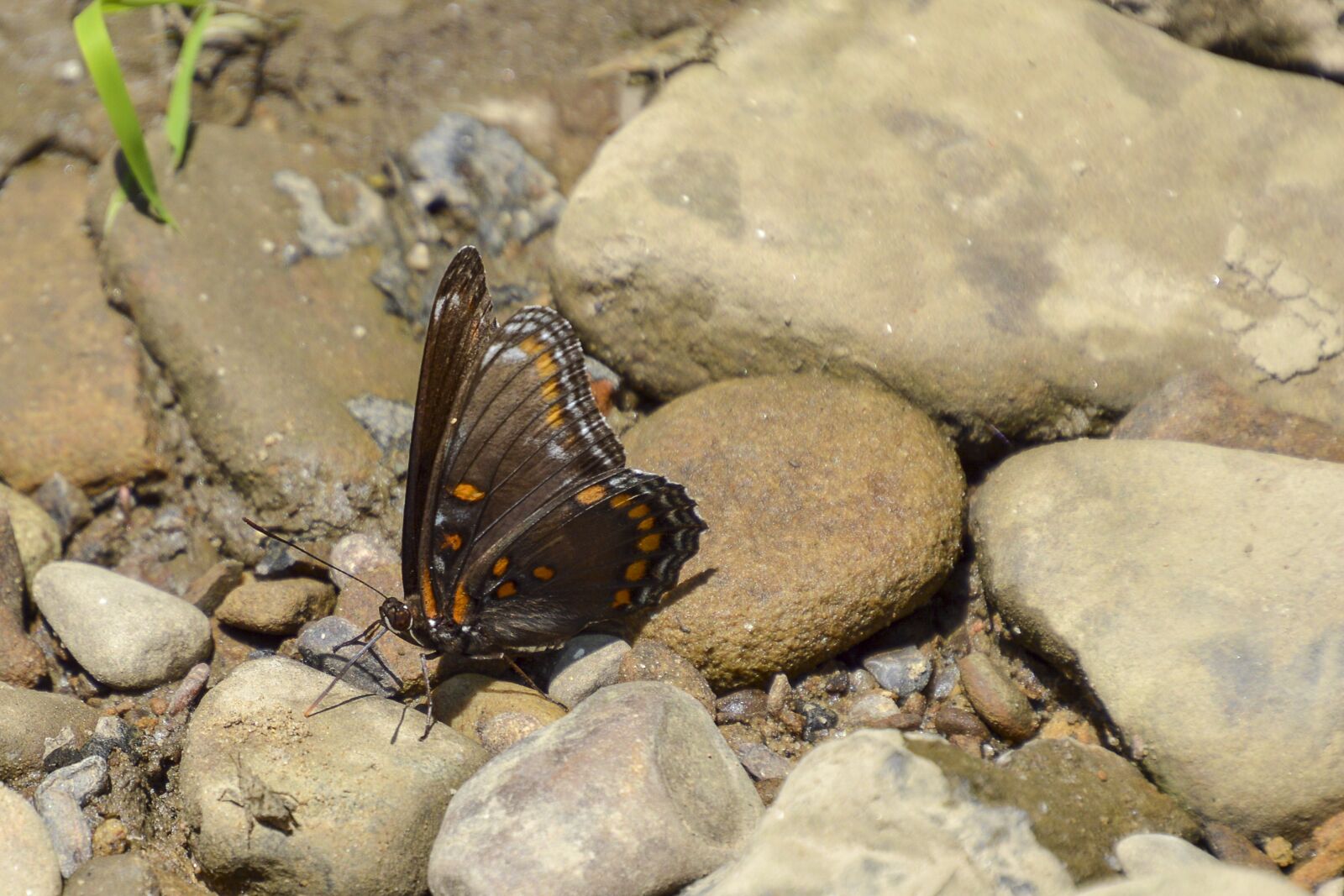 Nikon D3200 sample photo. Butterfly, rocks, brown photography