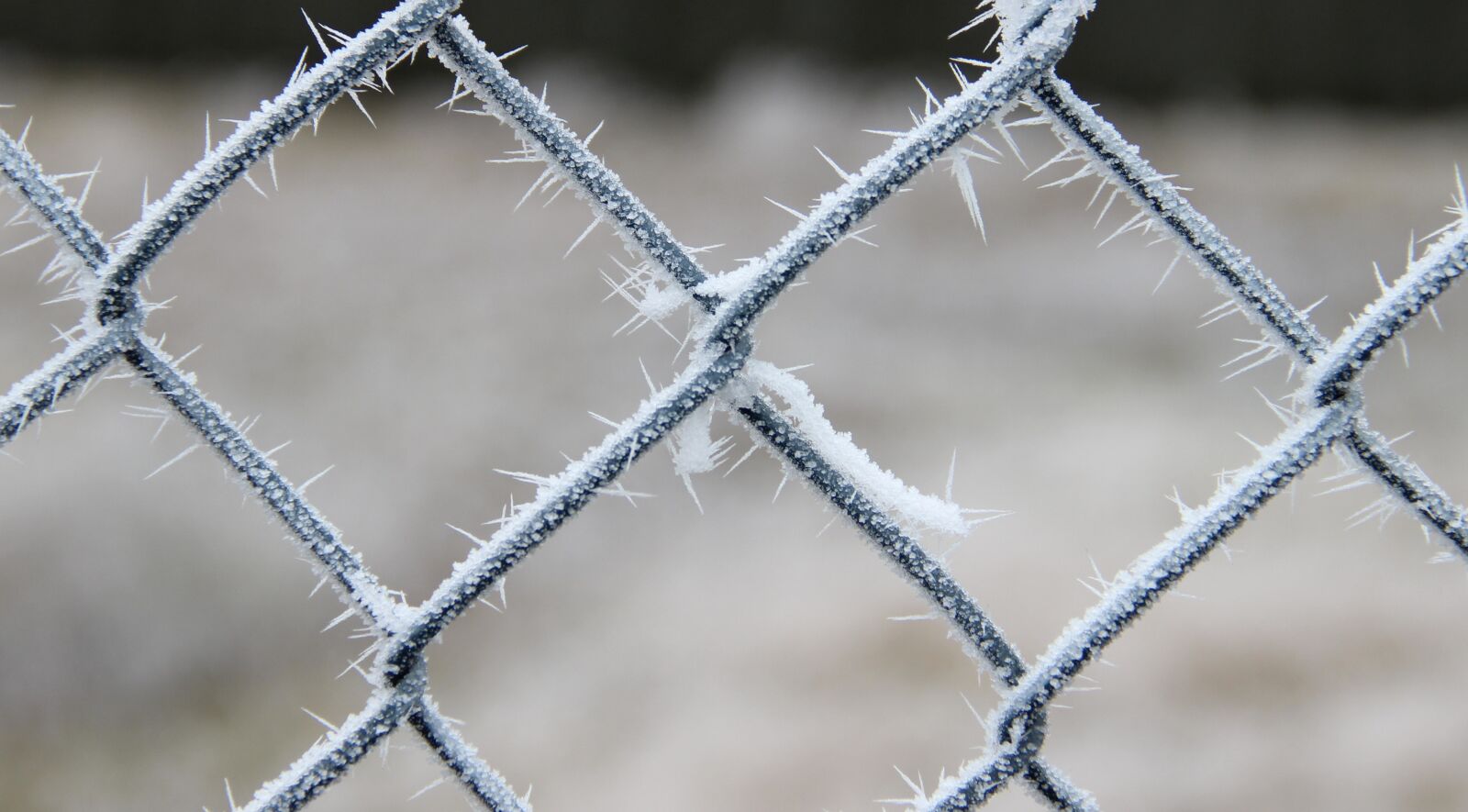 Canon EOS 600D (Rebel EOS T3i / EOS Kiss X5) sample photo. Winter, icy, frost photography