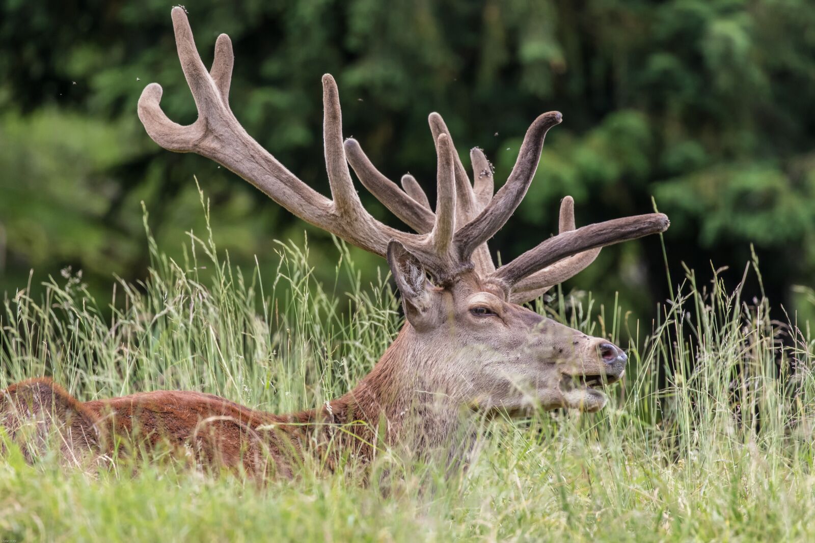 Canon EOS 7D Mark II sample photo. Red deer, hirsch, antler photography