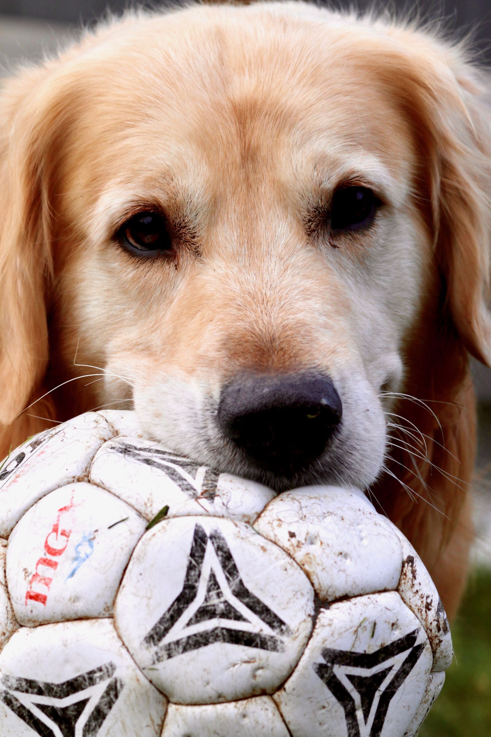 Canon EOS 70D + Canon EF 85mm F1.8 USM sample photo. Dog, golden retriever, ball photography