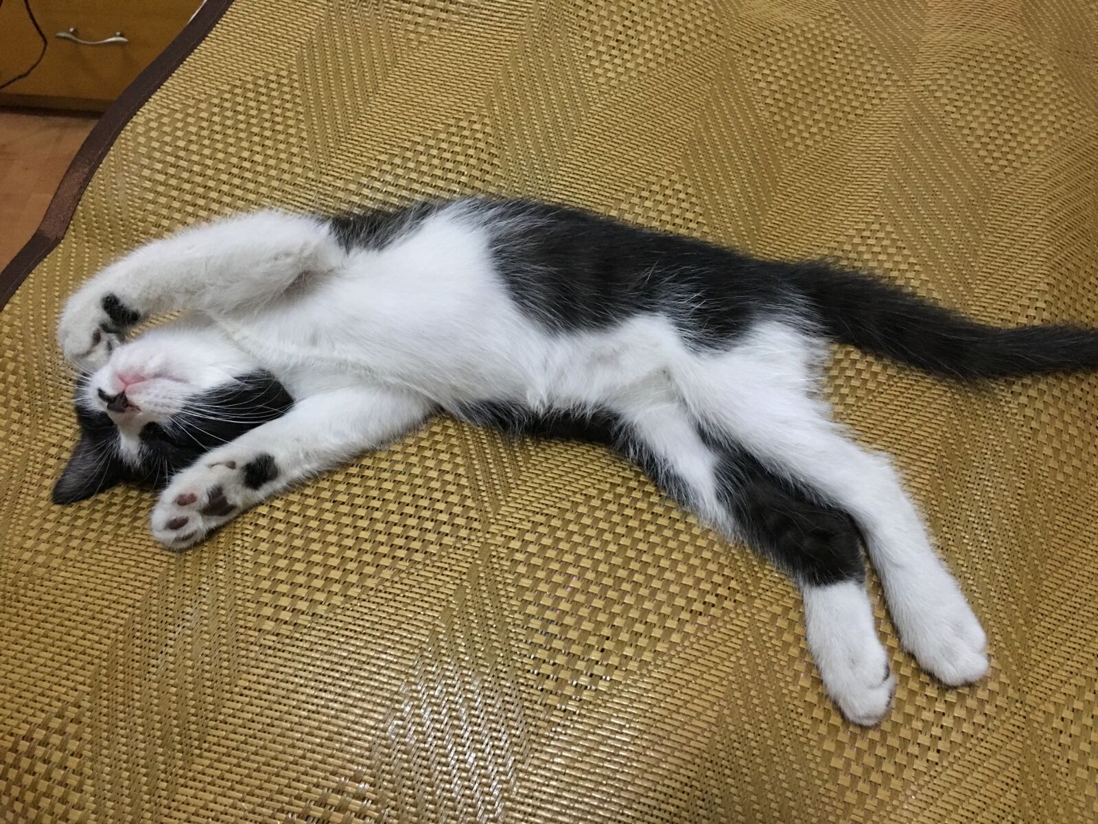 iPhone 6s Plus back camera 4.15mm f/2.2 sample photo. Sleep, relax, cat photography