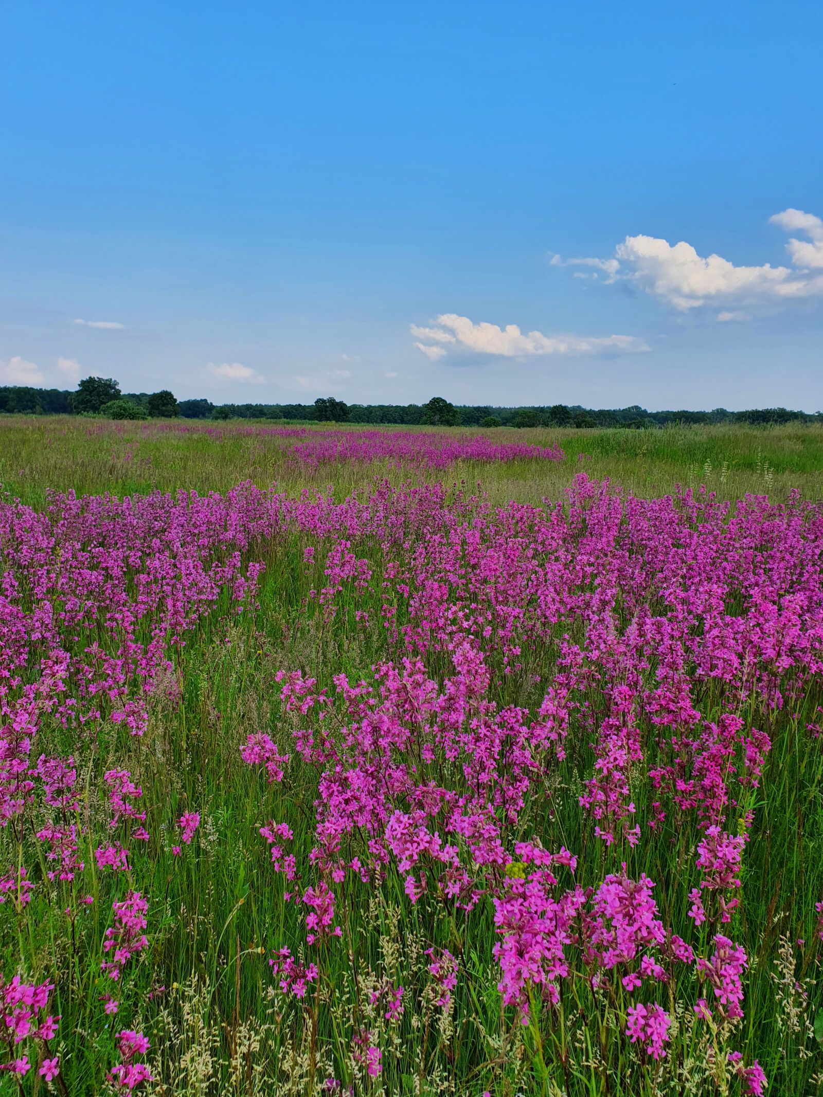Samsung Galaxy S10 sample photo. Flowers, glade, field photography