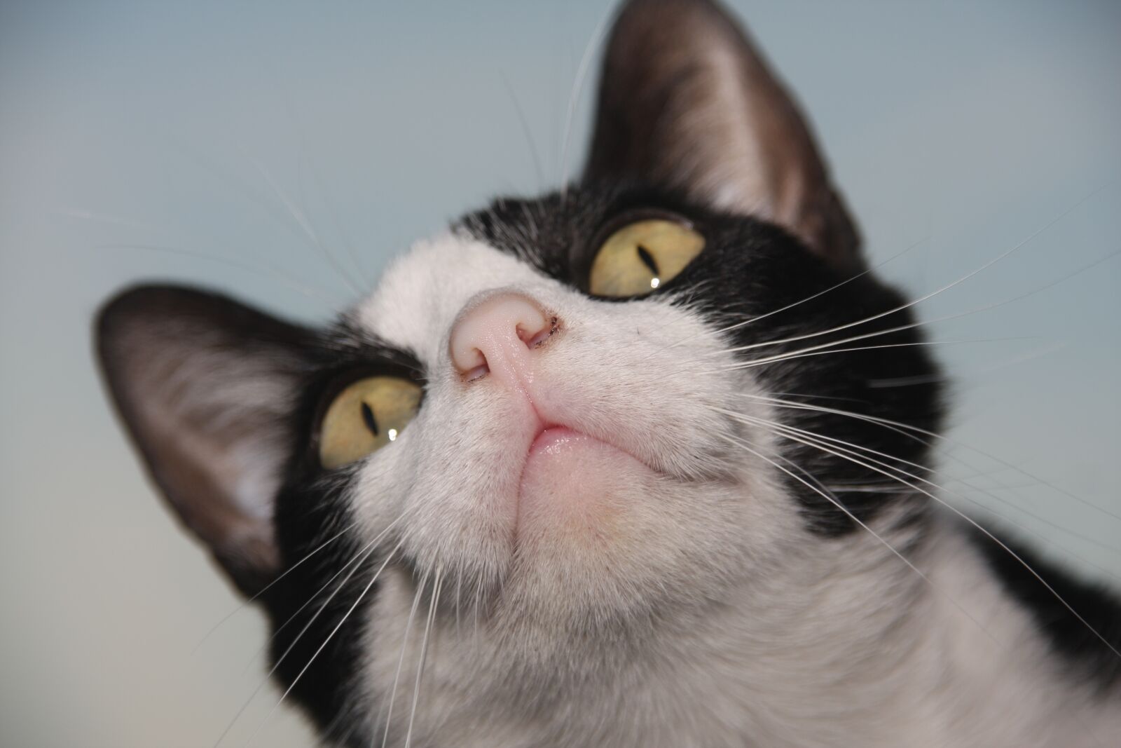 Canon EOS 40D sample photo. Cat, cats, animal photography