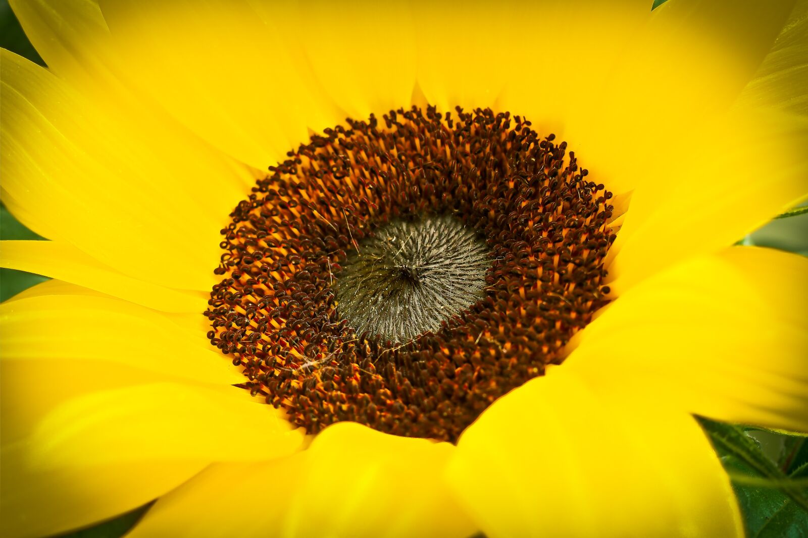 Olympus OM-D E-M10 sample photo. Sunflower, flower, yellow photography
