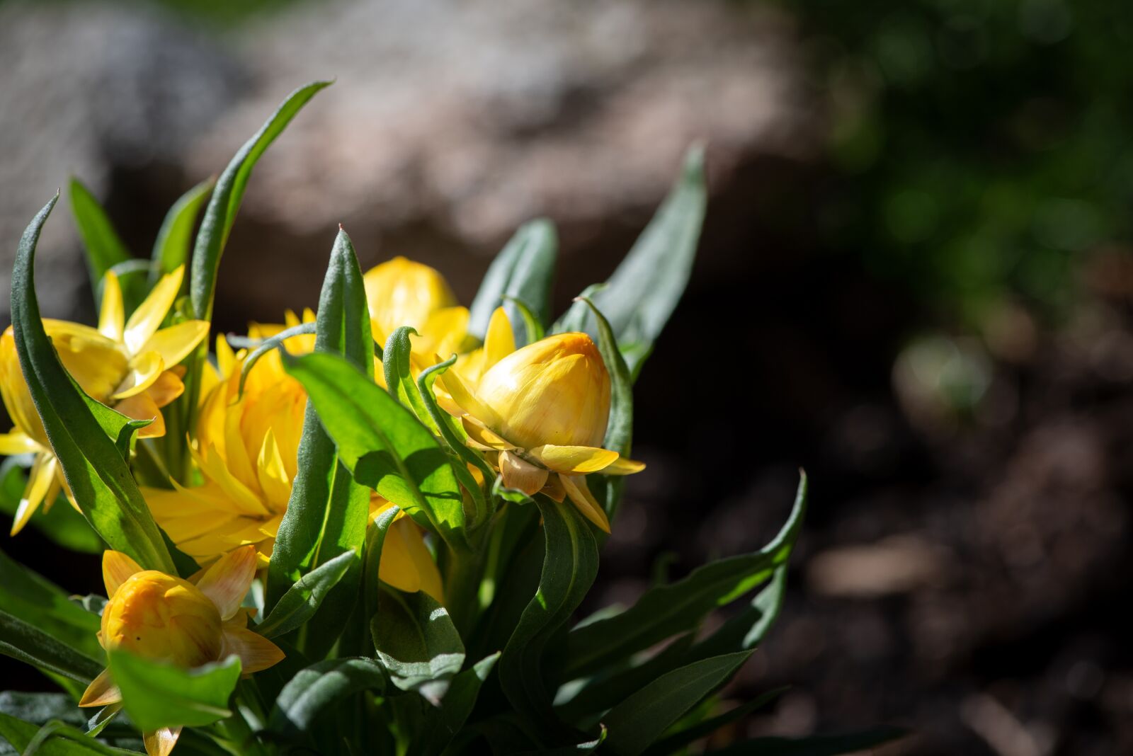 Nikon D750 sample photo. Flower, yellow, flowers photography
