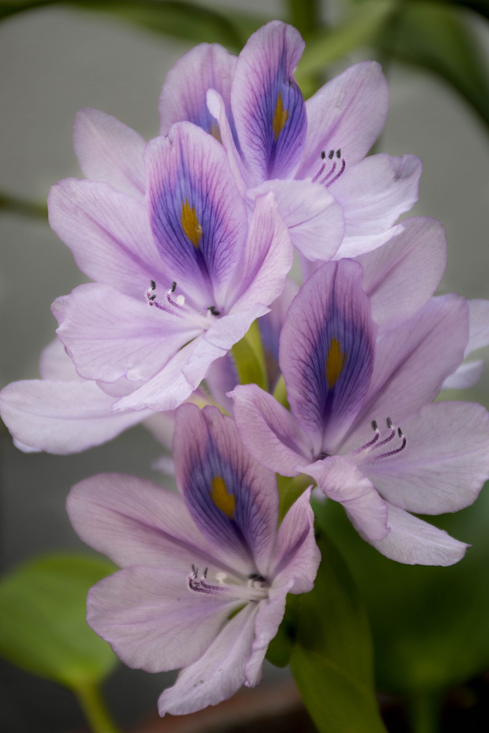 Nikon D7200 sample photo. Orchid, purple, lotus photography