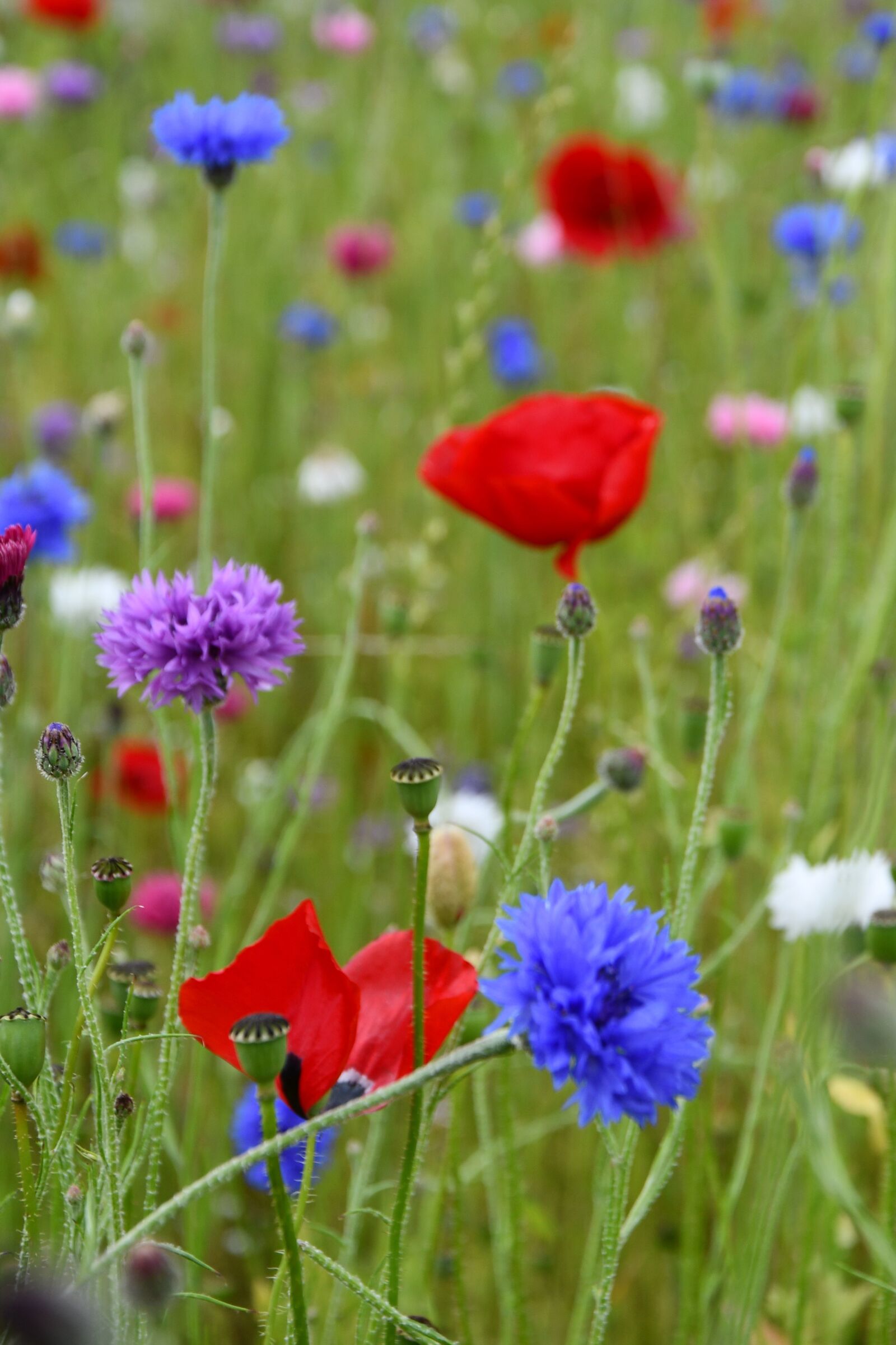 Nikon D7500 sample photo. Summer, natural, flowers photography