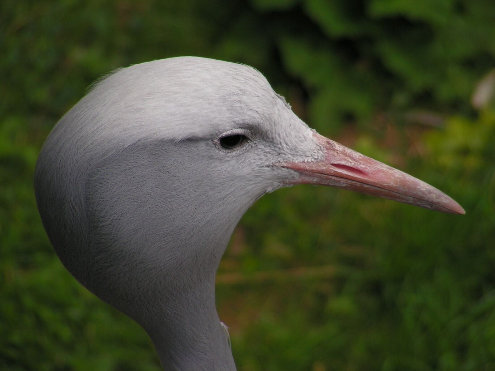 KONICA MINOLTA DiMAGE Z10 sample photo. Crane, bird, head photography