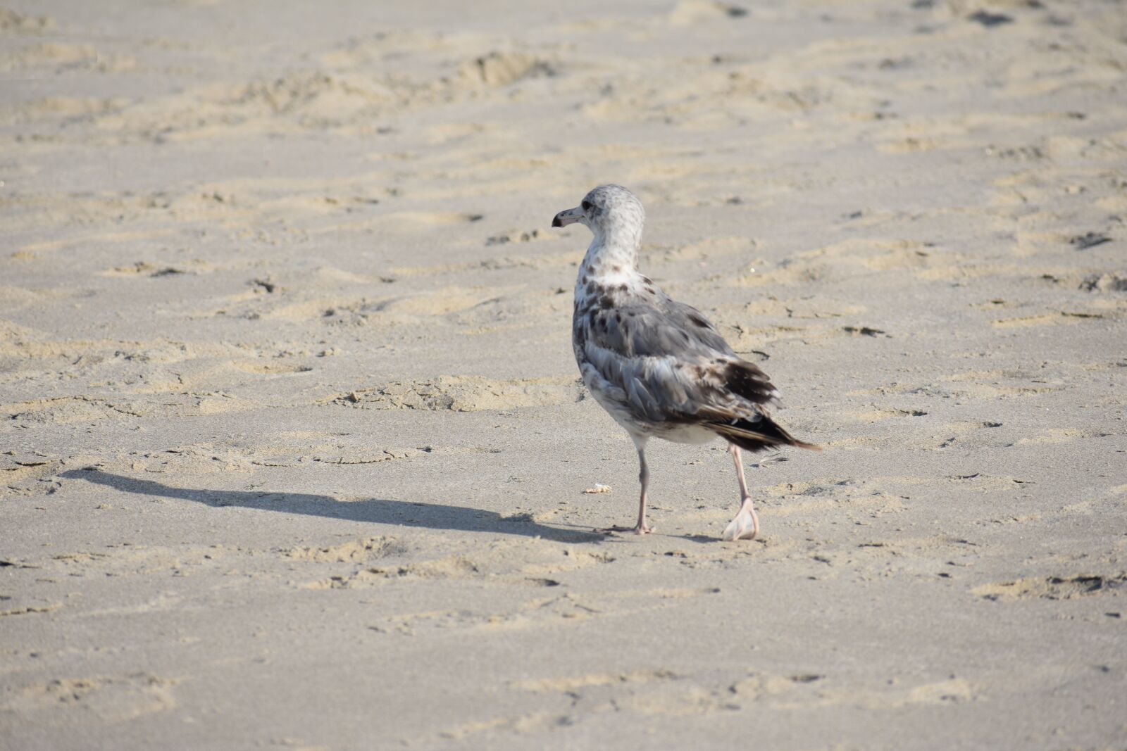 Nikon D3400 sample photo. Pacific northwest, northwest, west photography