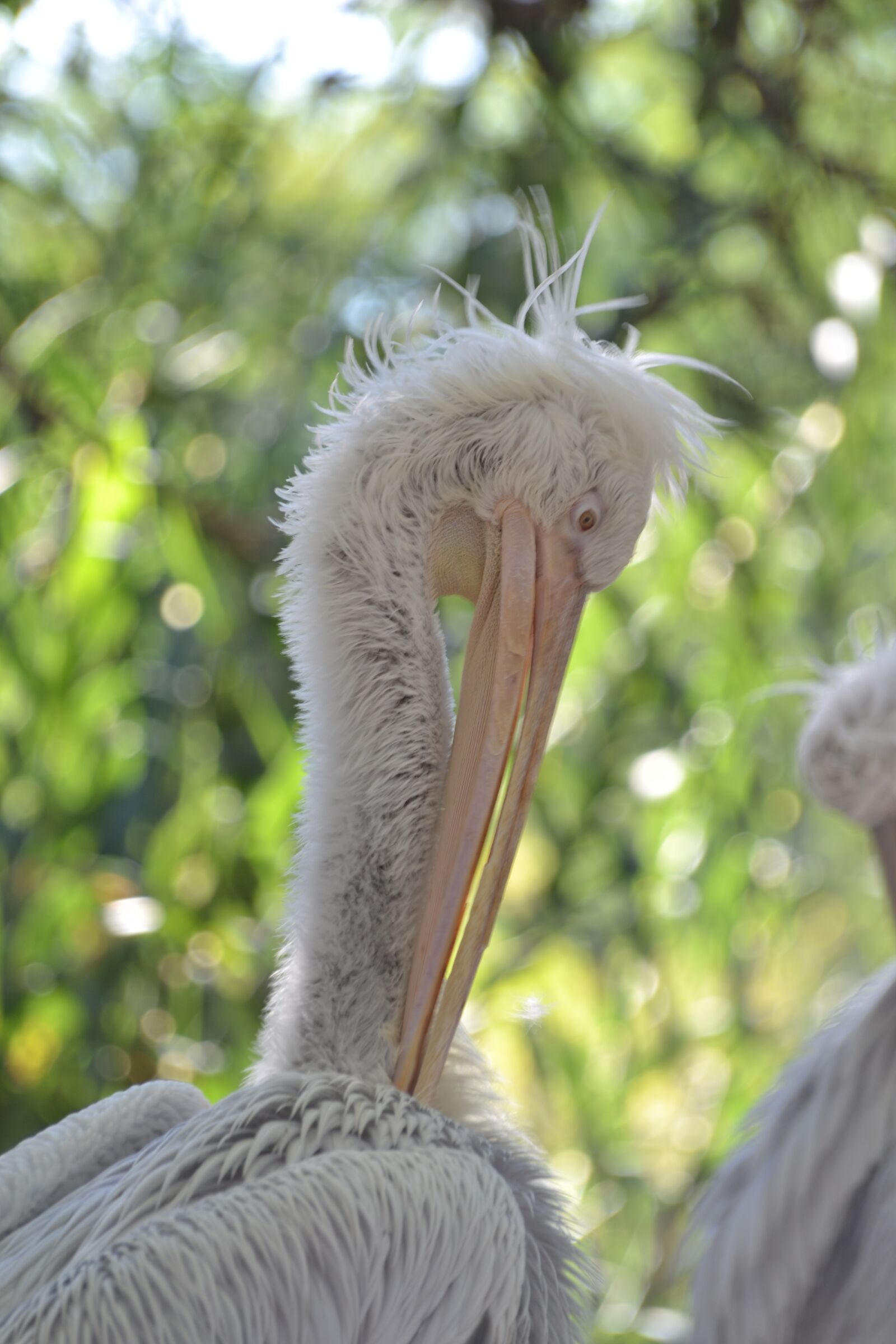 Nikon D3100 sample photo. Pelican, ave, pen photography