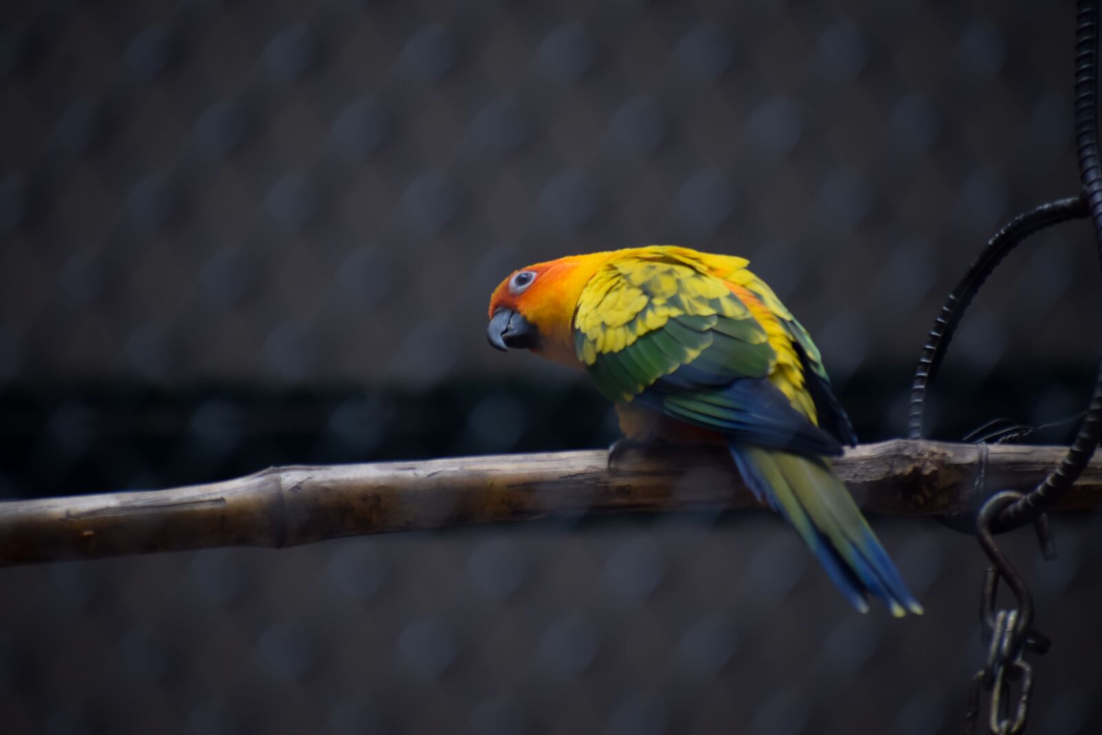 Nikon D5300 sample photo. Parrot, yellow parrot, bird photography