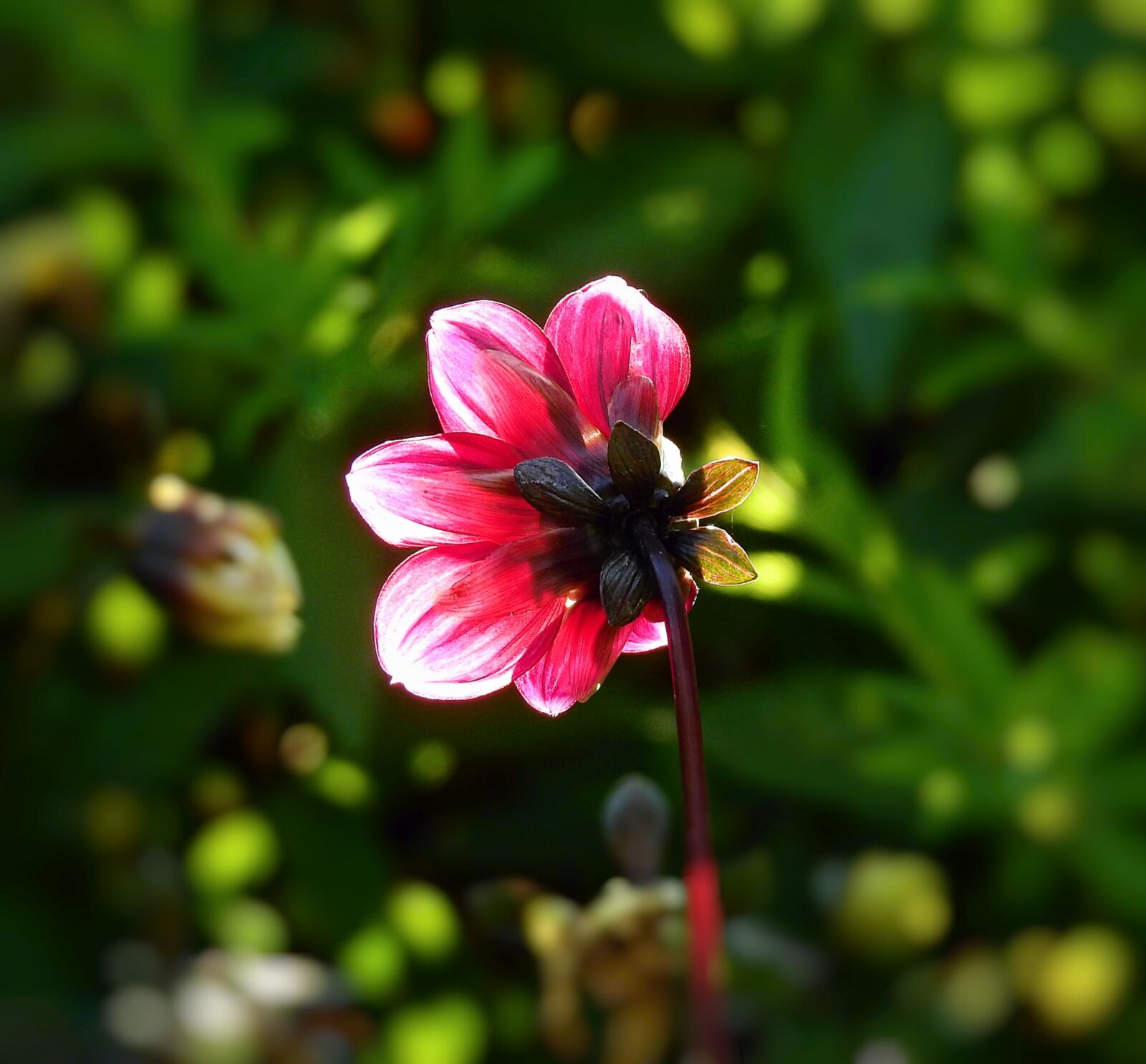 Nikon Coolpix P900 sample photo. Flower, garden, figure photography