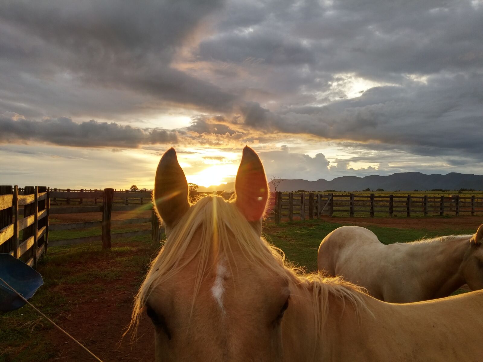 LG D855 sample photo. Horse, sunset, nature photography