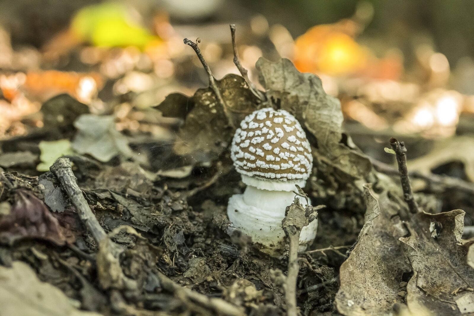 Canon EF-S 60mm F2.8 Macro USM sample photo. Mushroom, agaric, panther cap photography