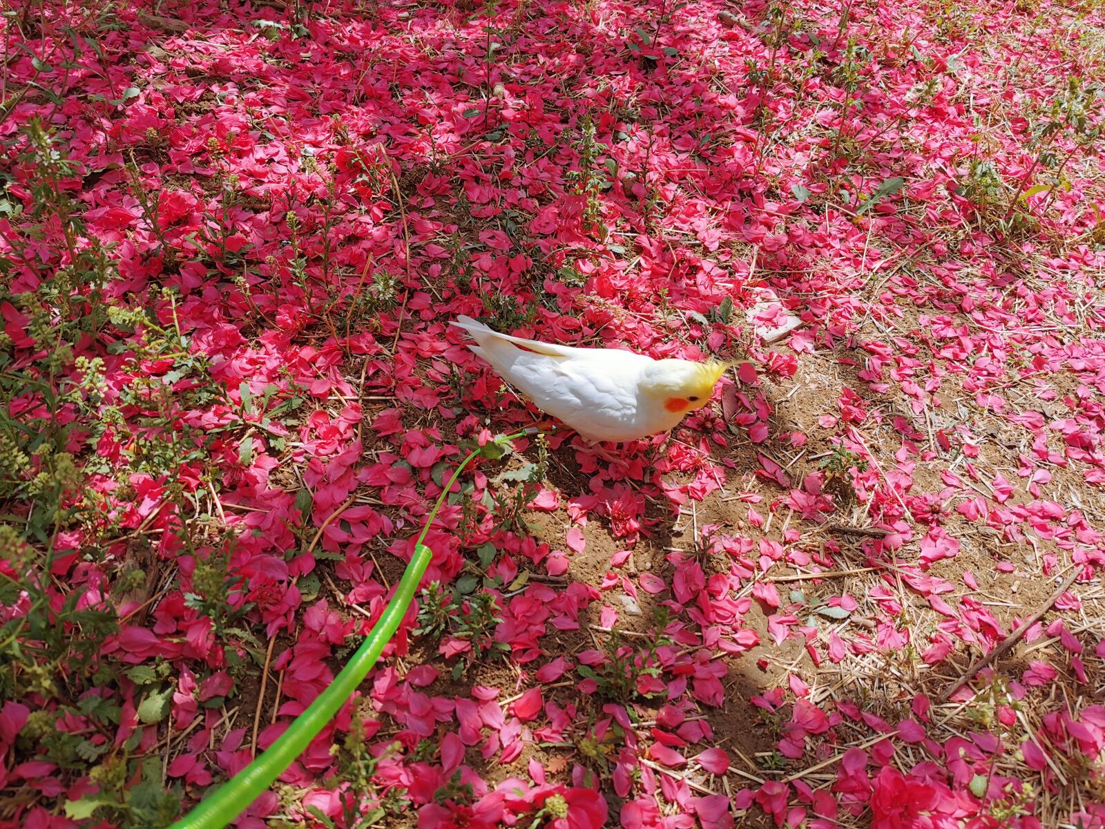 HUAWEI P30 Pro sample photo. Lutino, cockatiel, fallen petals photography