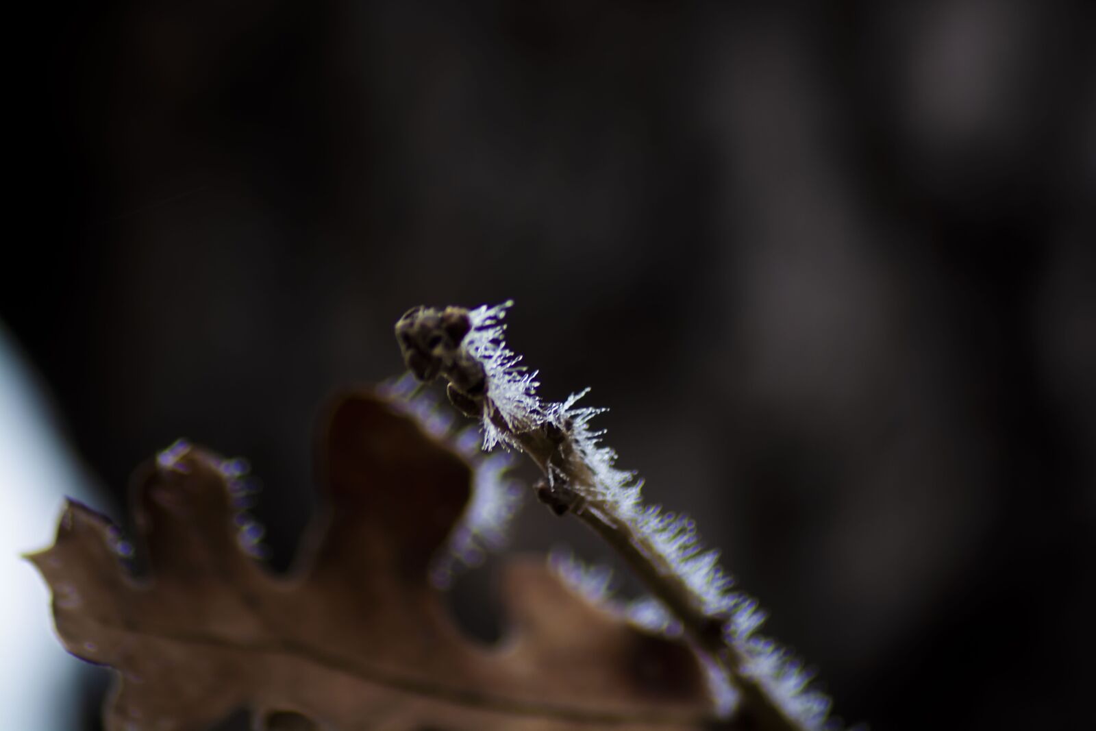 Nikon D5200 sample photo. Freeze, winter, snow photography
