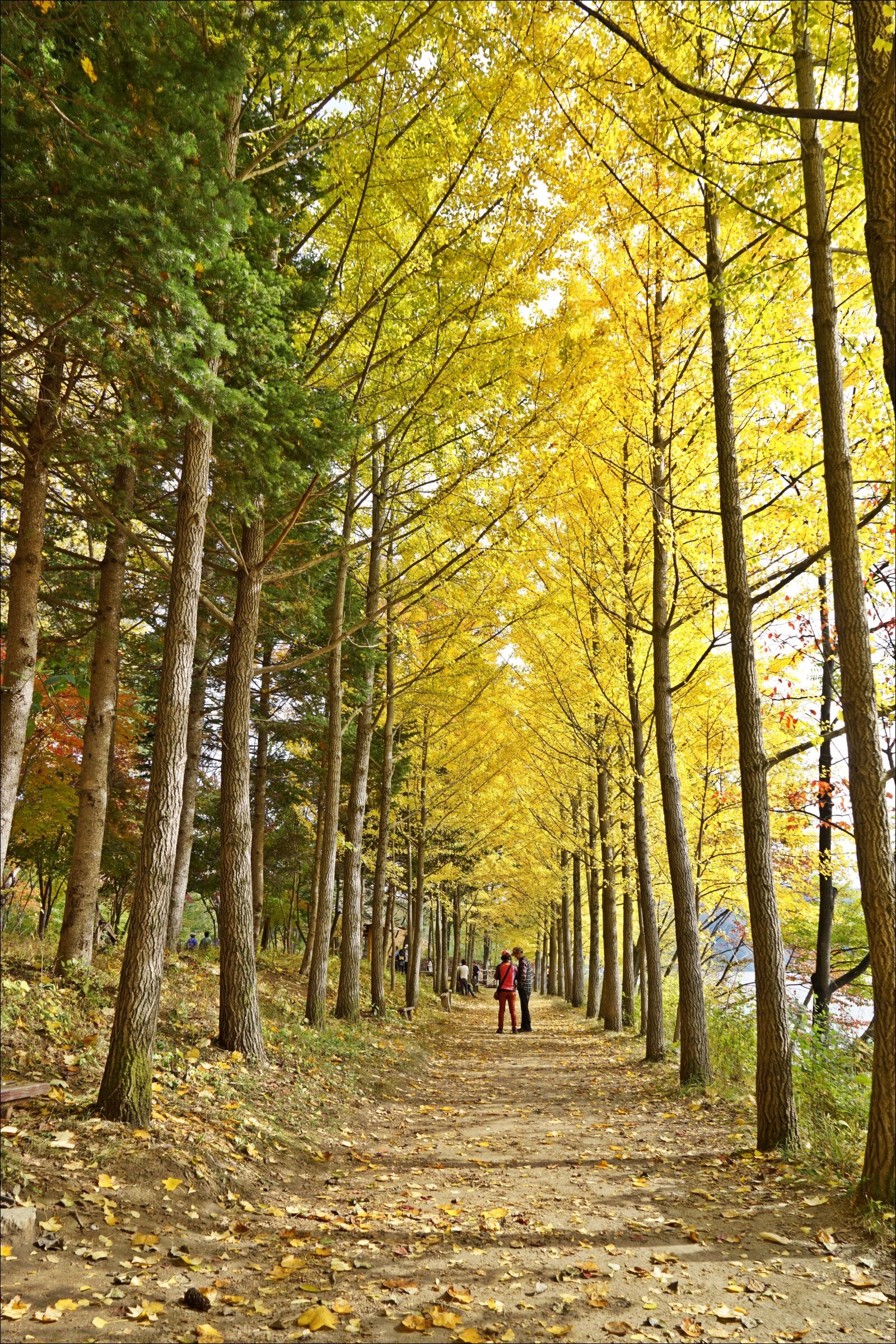 Sony a7R + Sony Vario Tessar T* FE 24-70mm F4 ZA OSS sample photo. Autumn, landscape, wood photography