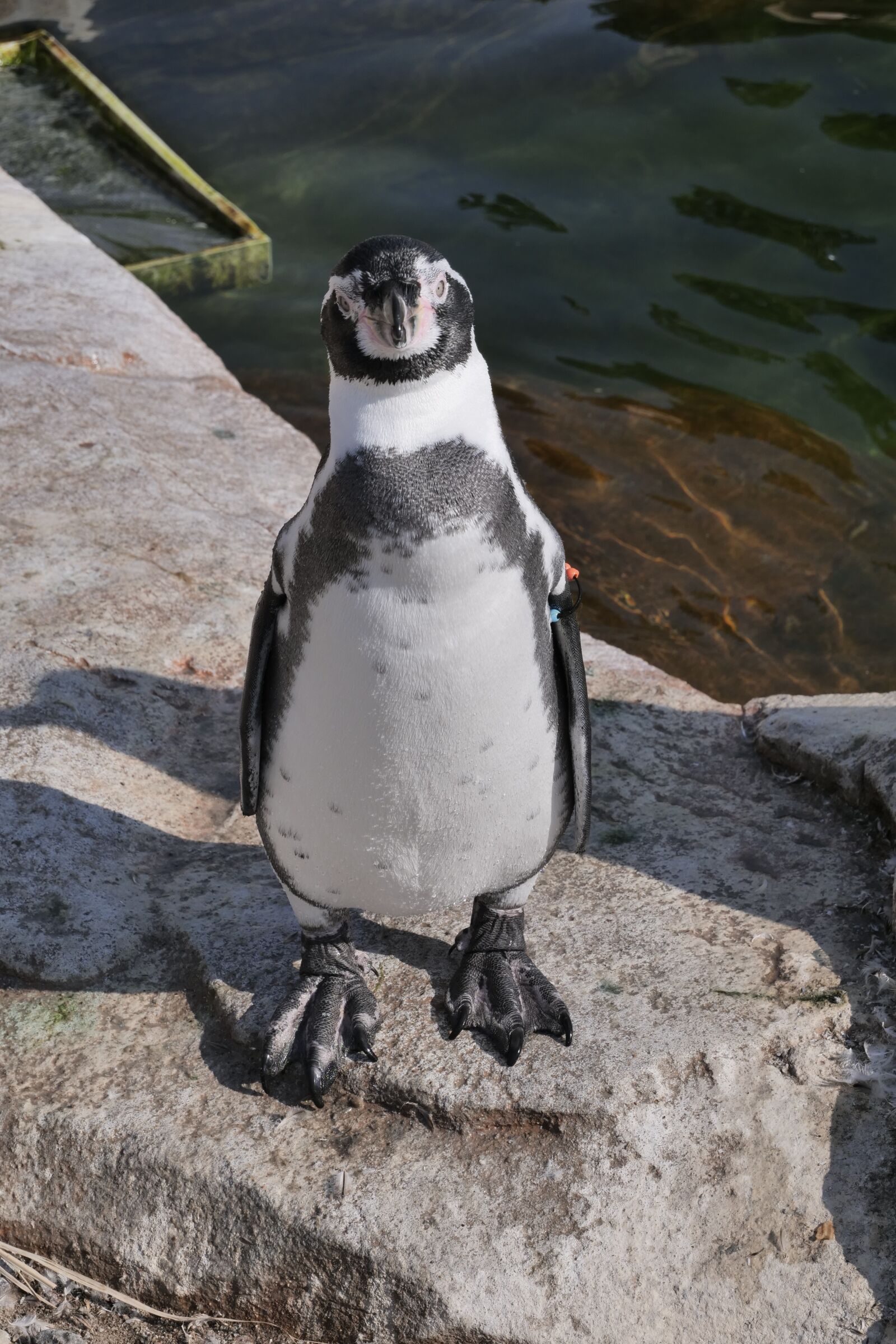 Panasonic Lumix DC-G9 sample photo. Animals, penguin, donkey penguin photography