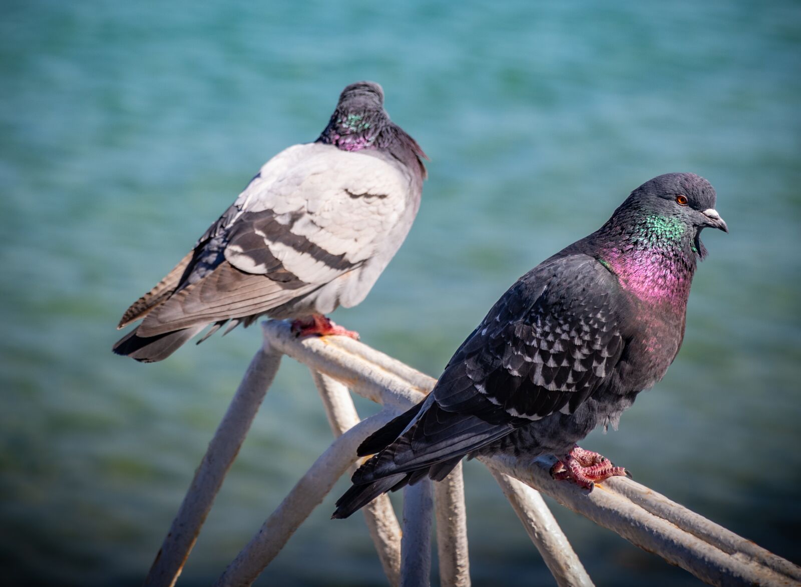 Canon EF-S 18-135mm F3.5-5.6 IS USM sample photo. Dove, pigeons, bird photography