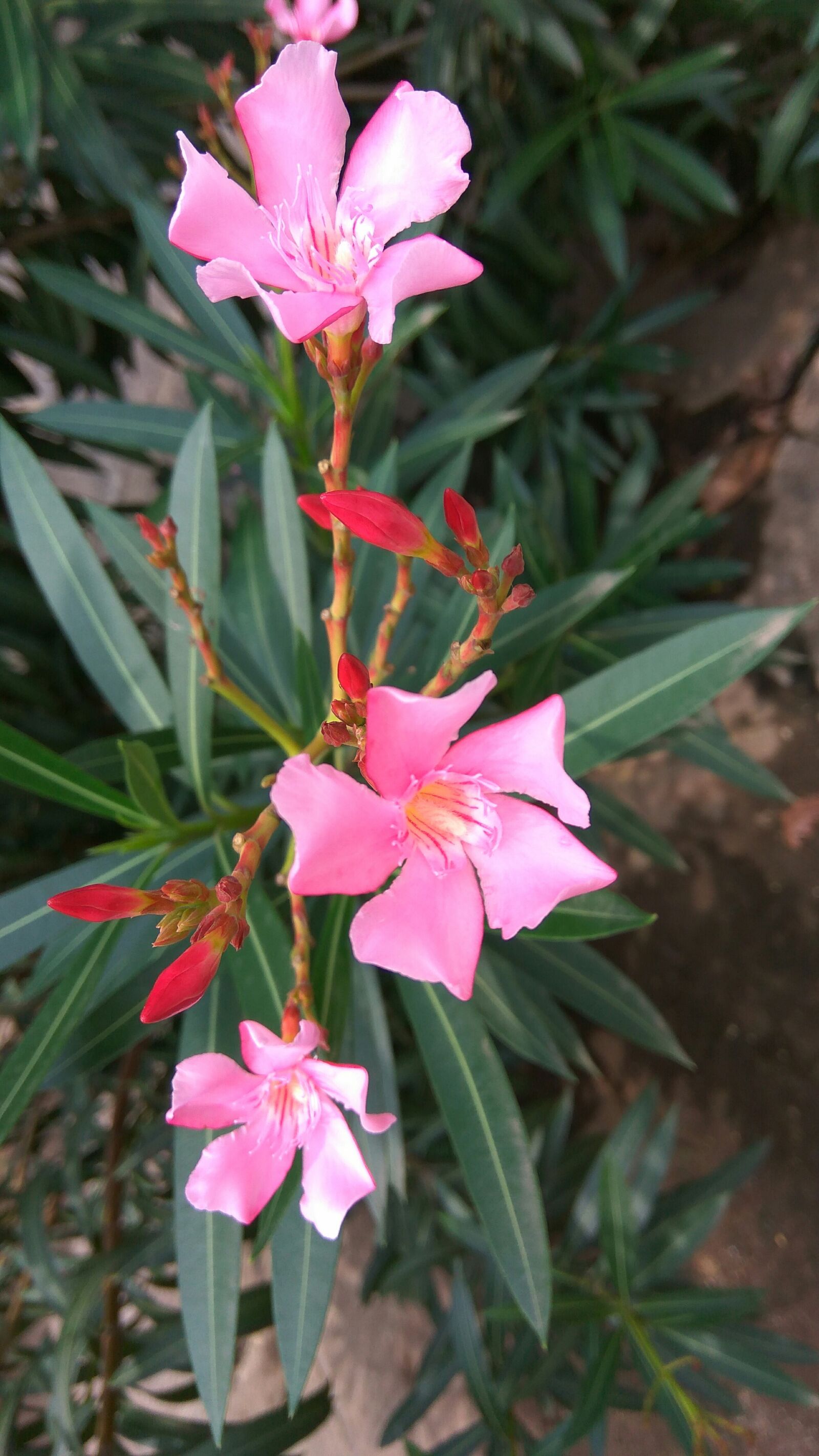 Xiaomi Redmi Note 3 sample photo. Flora, flower, nature photography