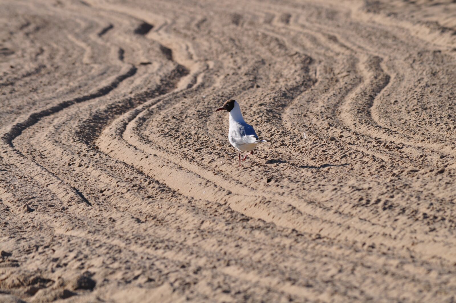Nikon D5000 sample photo. Beach, the baltic sea photography