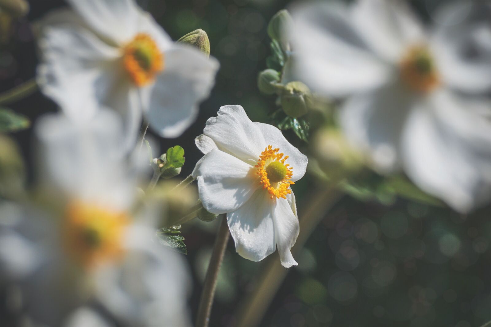 Sony DT 55-300mm F4.5-5.6 SAM sample photo. Fall anemone, flower, white photography