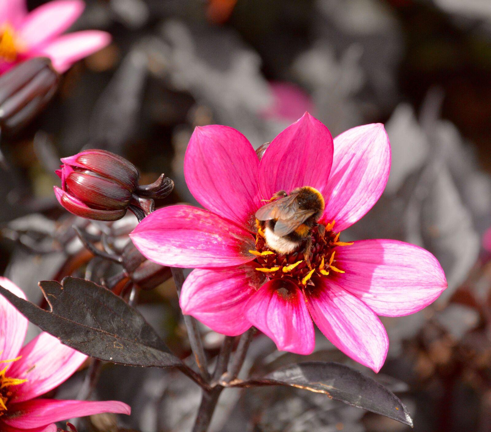 Nikon D7100 sample photo. Blossom, bumblebee, bee photography
