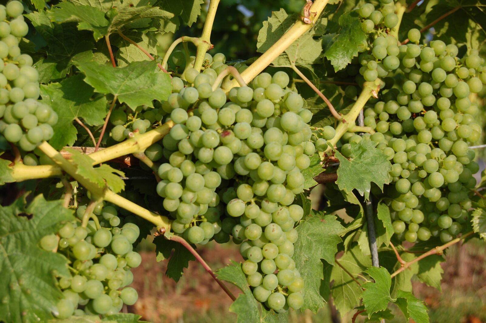 Nikon D40 sample photo. Wine, grapes, vintage photography