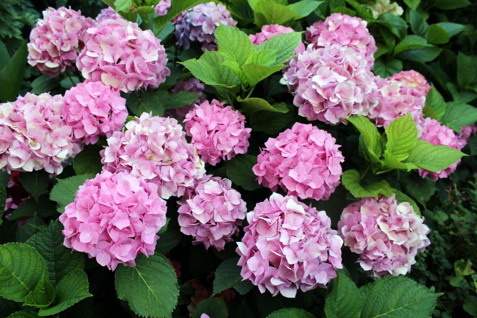Canon EOS 1200D (EOS Rebel T5 / EOS Kiss X70 / EOS Hi) sample photo. Hydrangeas, garden, flowers photography