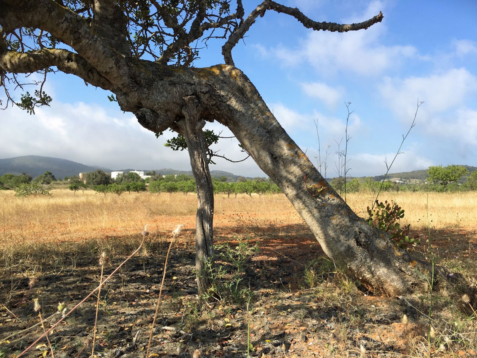 iPhone 6s Plus back camera 4.15mm f/2.2 sample photo. Support, help, old tree photography