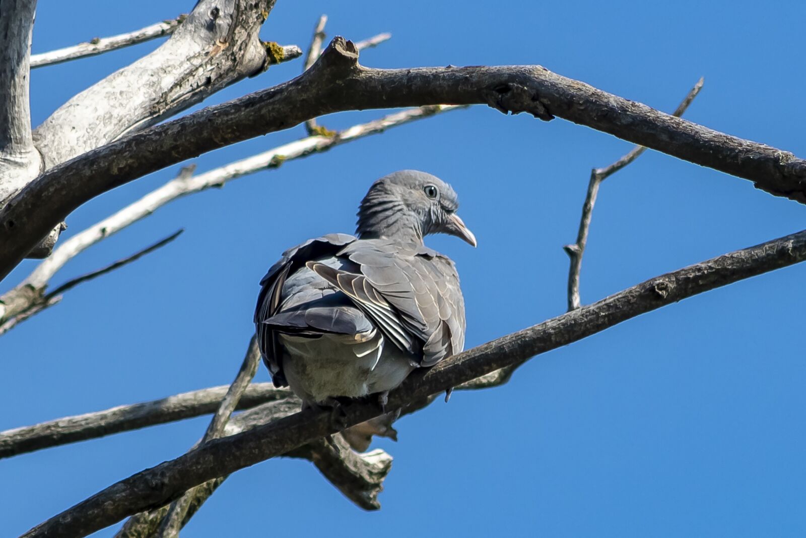 Canon EF75-300mm f/4-5.6 sample photo. Pigeon, bird, doves photography
