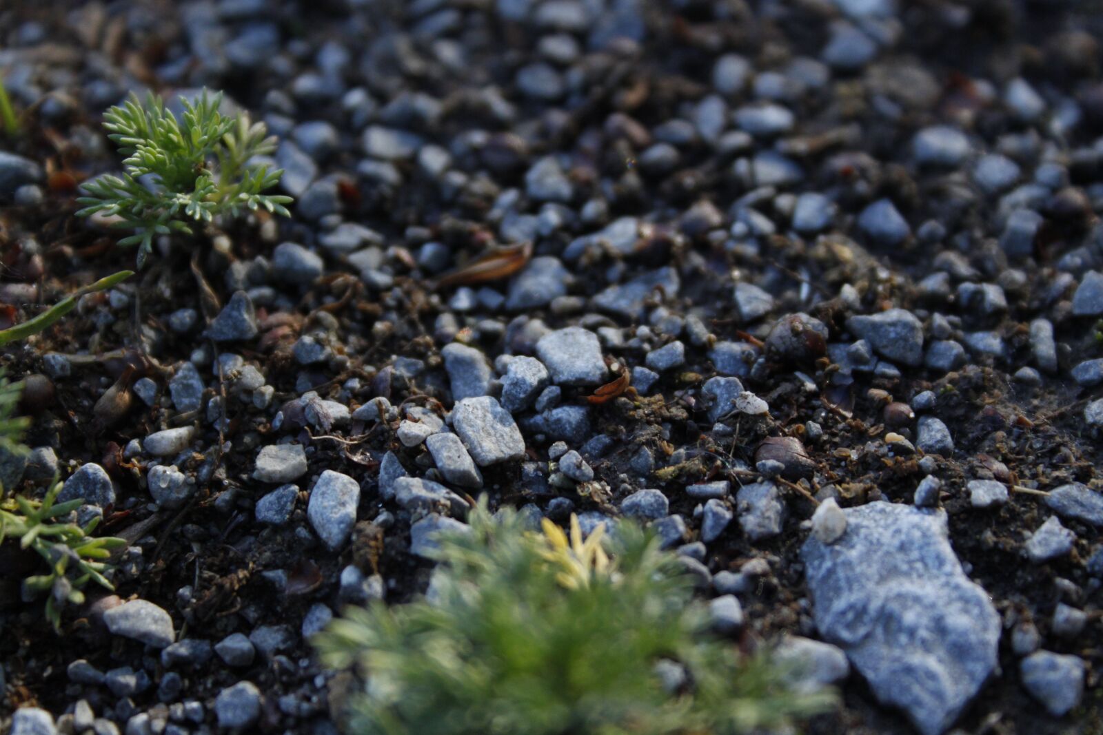 Canon EOS 500D (EOS Rebel T1i / EOS Kiss X3) sample photo. Macro, dirt, pebbles photography
