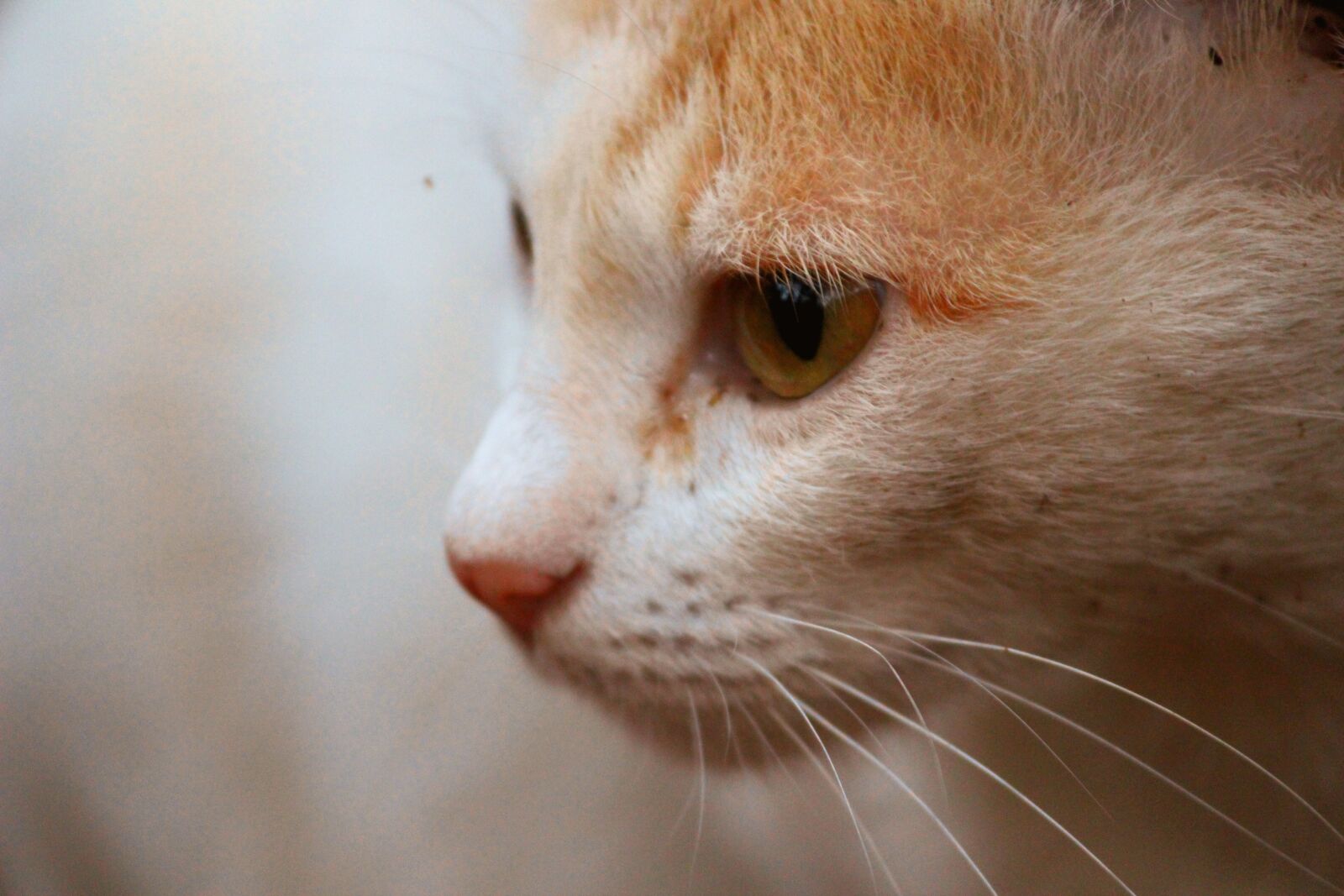Canon EOS 600D (Rebel EOS T3i / EOS Kiss X5) sample photo. Cat, eye, animal photography