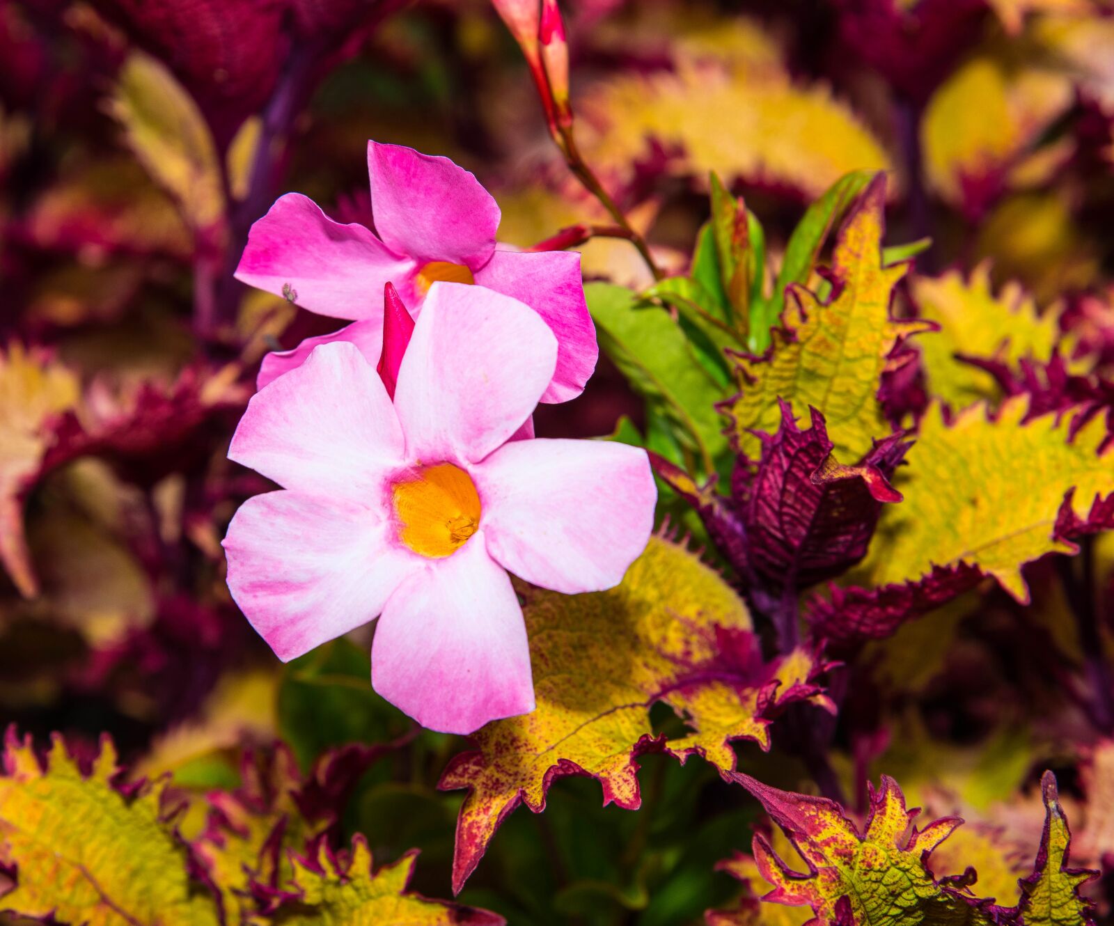 Nikon D750 sample photo. Pink flower, plant, colorfull photography