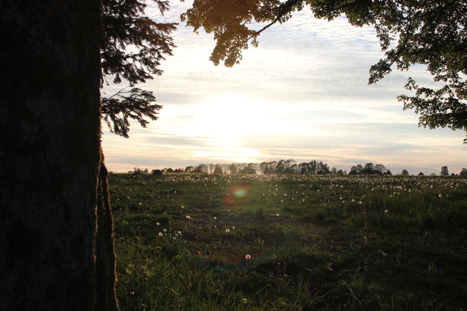Canon EOS 550D (EOS Rebel T2i / EOS Kiss X4) sample photo. Sunset, tree, landscape photography