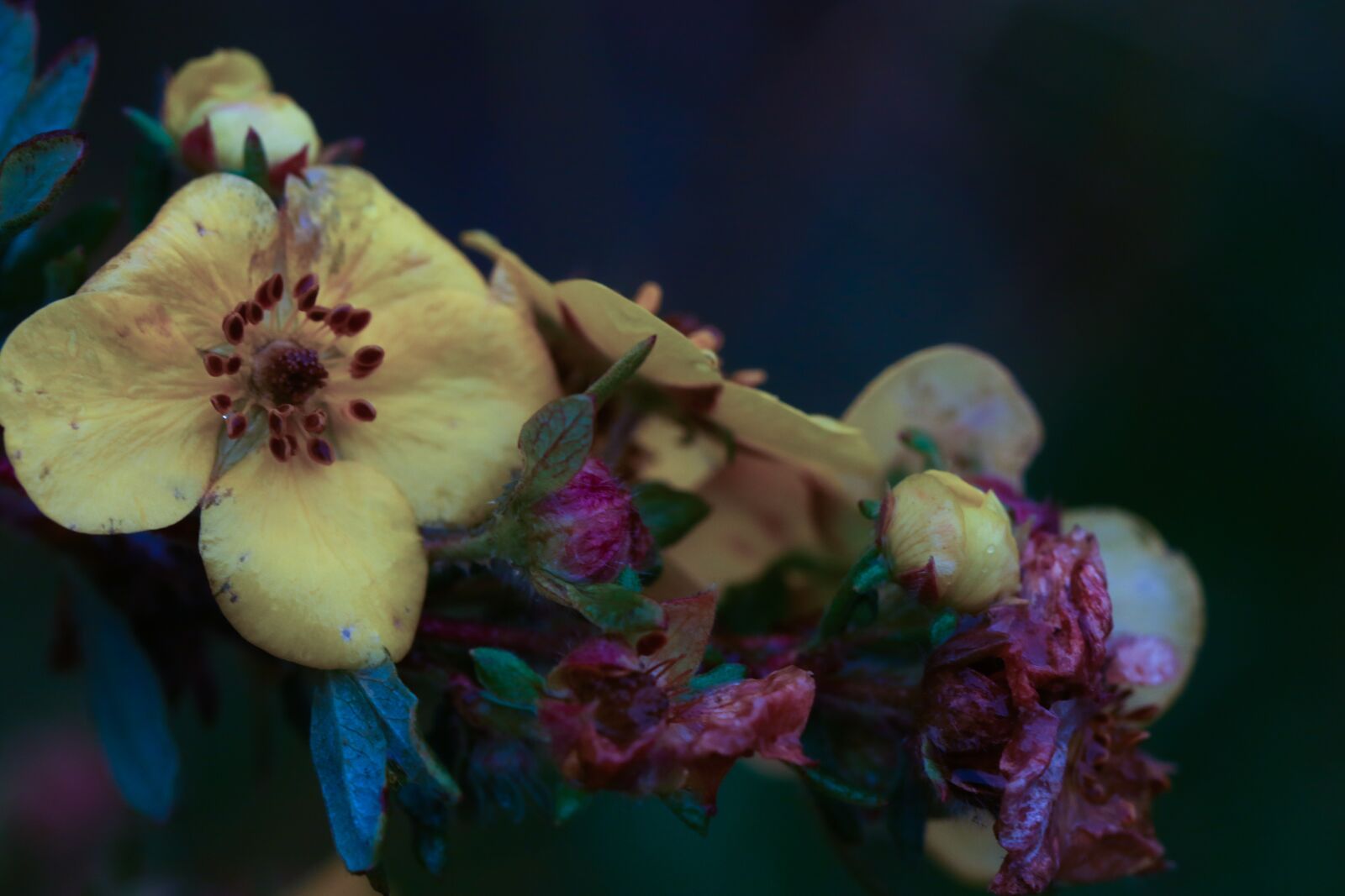 Canon EOS 7D Mark II sample photo. Flower, yellow, nature photography