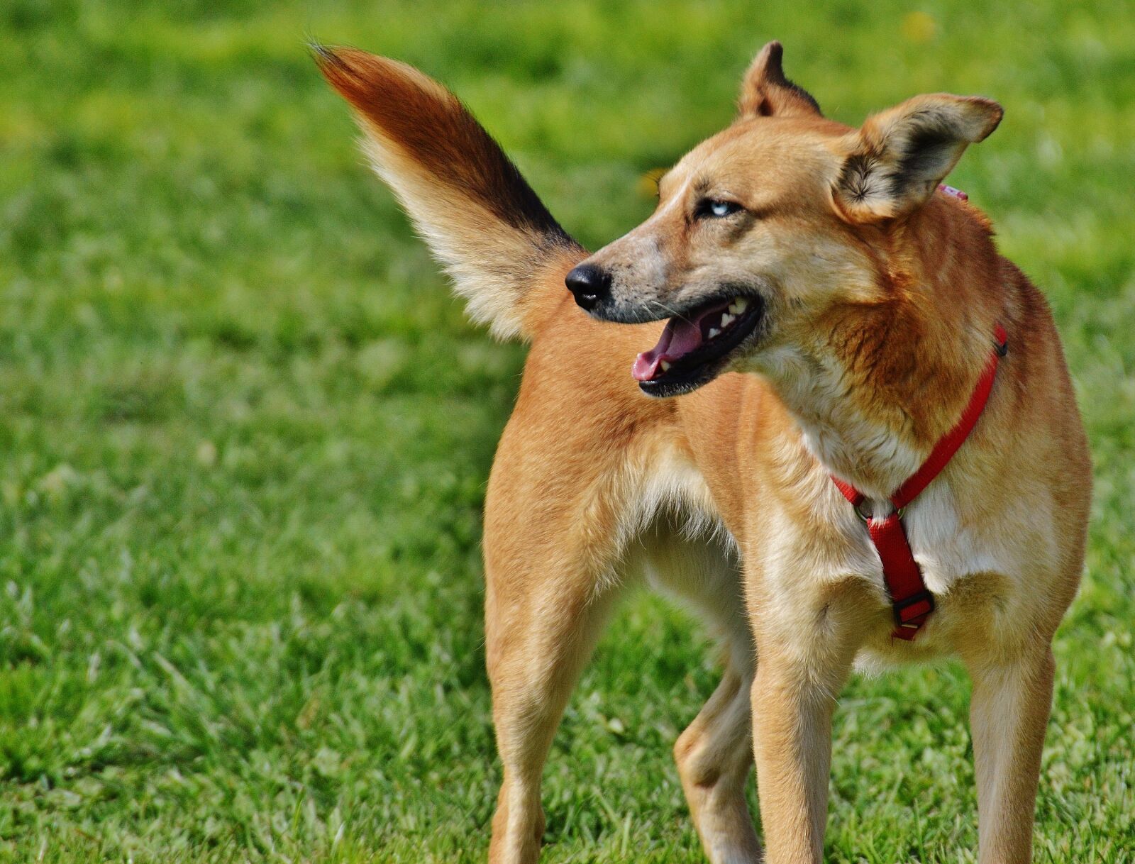 Nikon D3200 sample photo. Dog, beige, fur photography