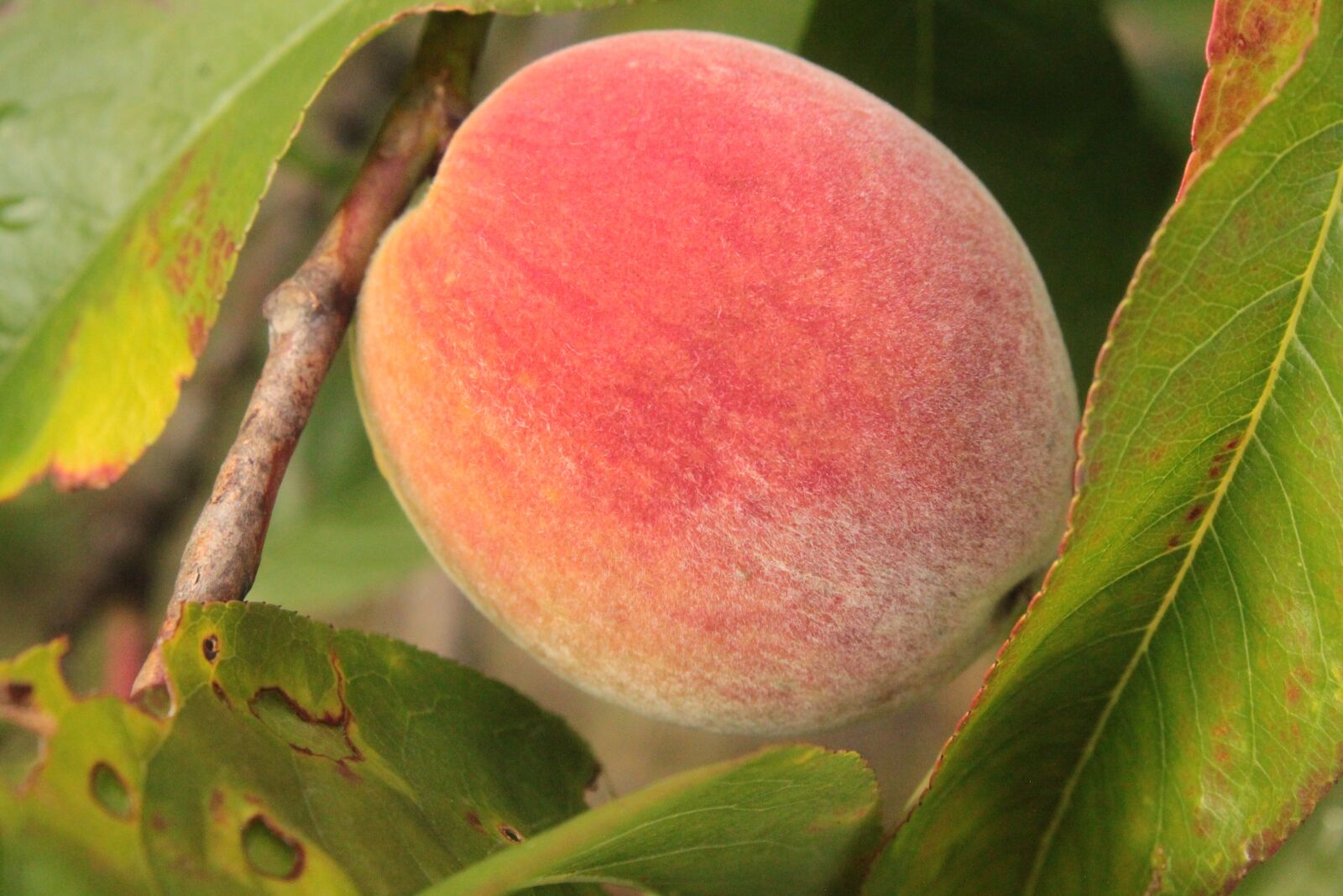 Canon EOS 500D (EOS Rebel T1i / EOS Kiss X3) sample photo. Peach, fruit, red photography