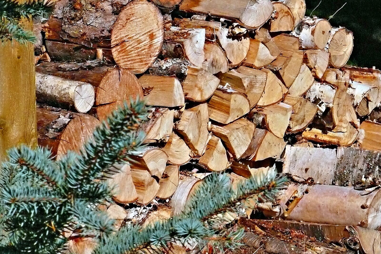 Panasonic DMC-TZ3 sample photo. Firewood, stack, wood photography