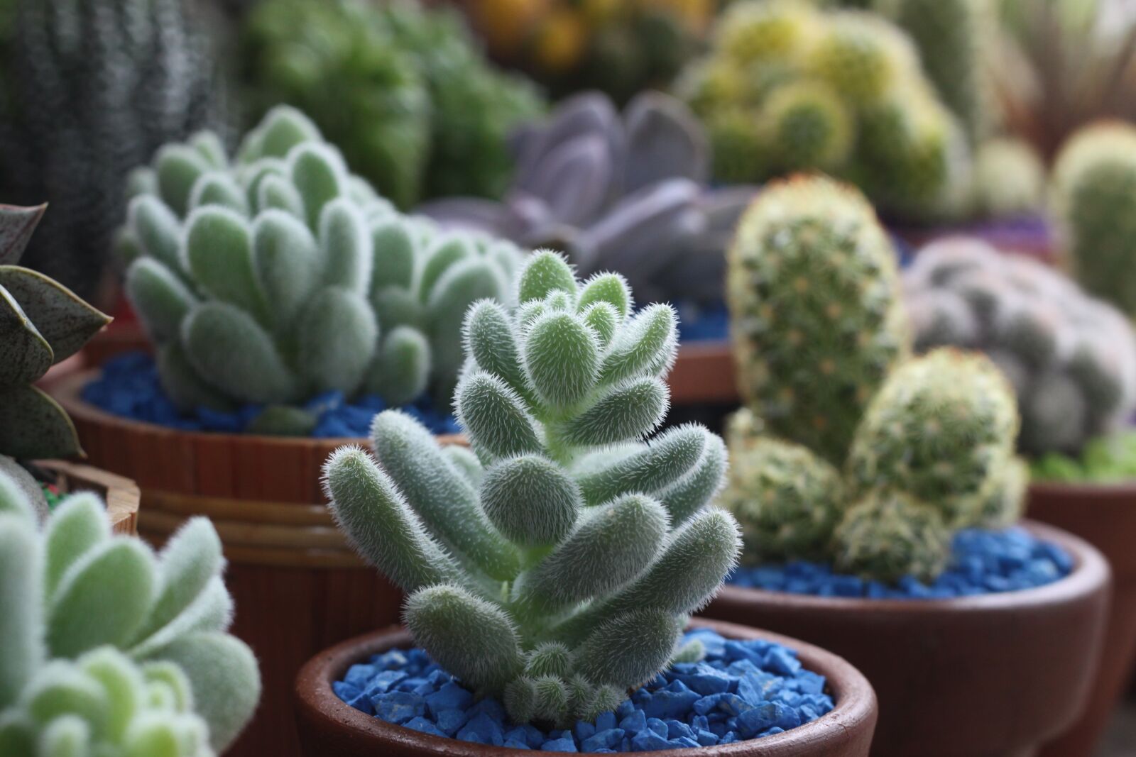 Canon EOS 50D sample photo. Cactus, flower, garden photography