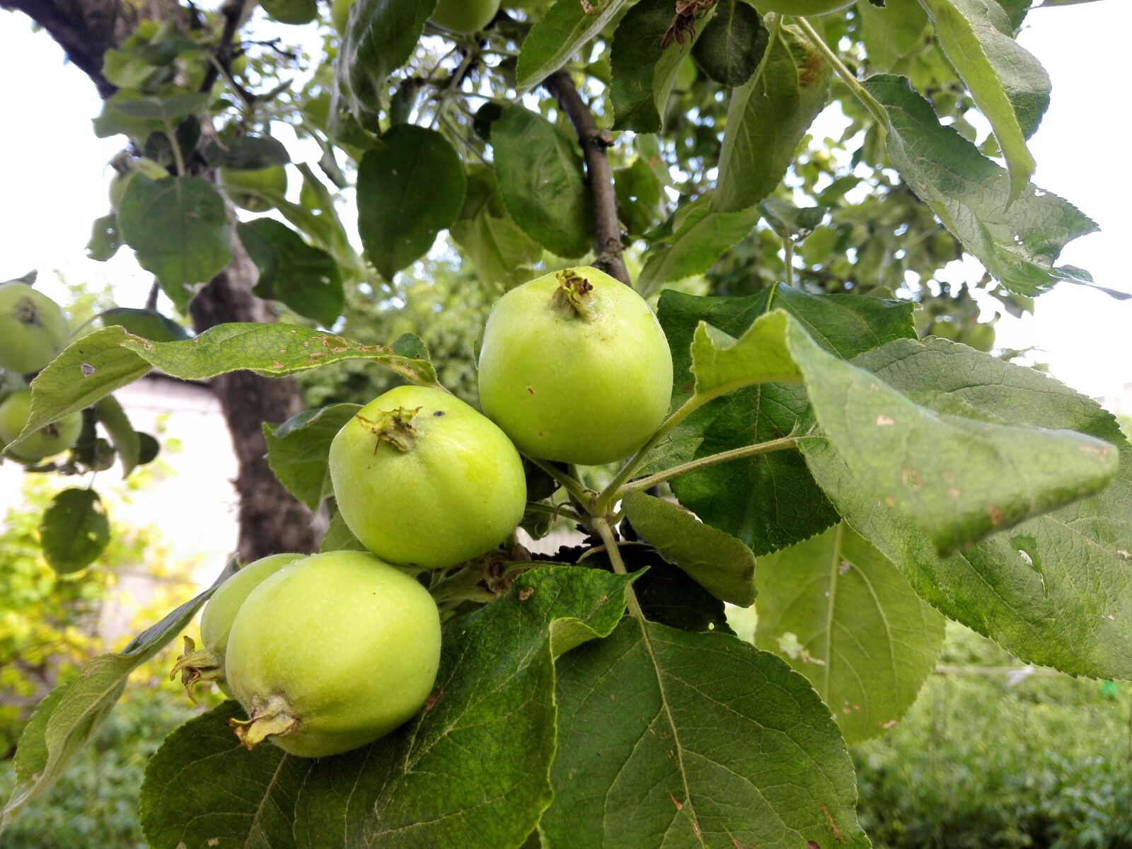 HUAWEI H60-L04 sample photo. Apple tree, apples, summer photography