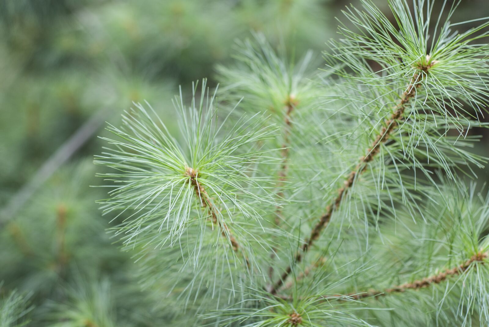 Nikon D40X sample photo. Needle, nature, tree photography