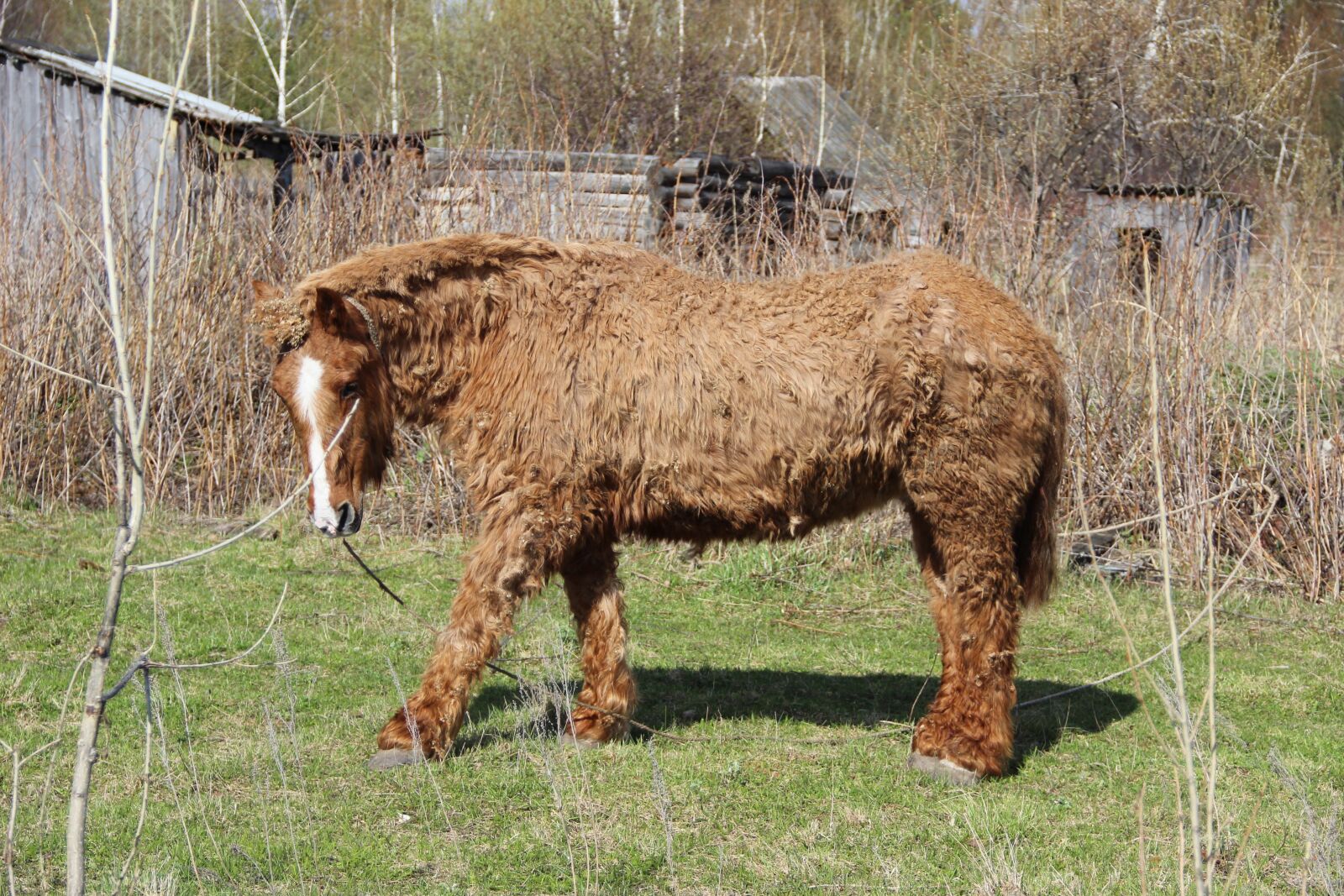Canon EOS 600D (Rebel EOS T3i / EOS Kiss X5) sample photo. Horse, agricultural work, animals photography