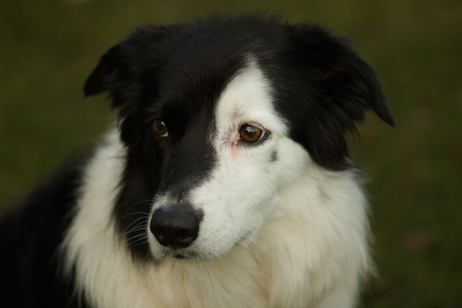 Canon EOS 2000D (EOS Rebel T7 / EOS Kiss X90 / EOS 1500D) sample photo. Dog, young, pet photography