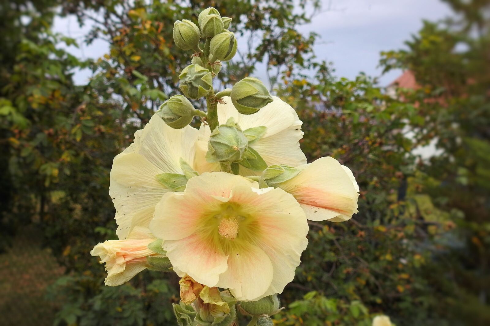 Nikon Coolpix P900 sample photo. Mallow, hollyhock flower, stock photography