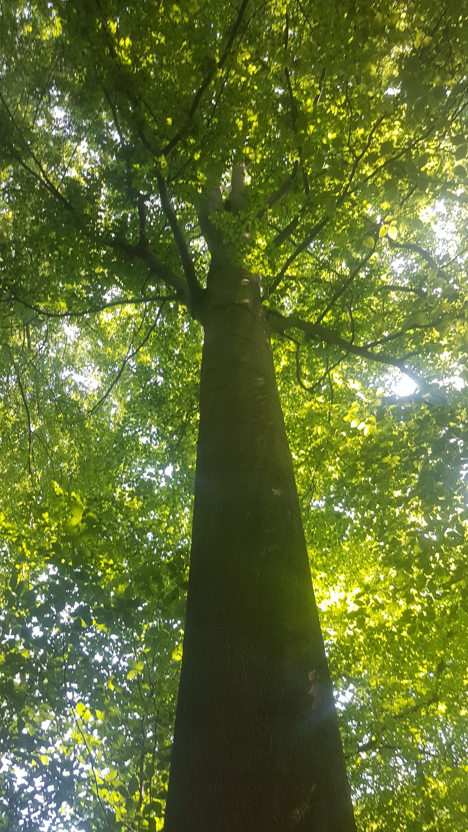 Samsung Galaxy S7 sample photo. Tree, dynamic, nature photography